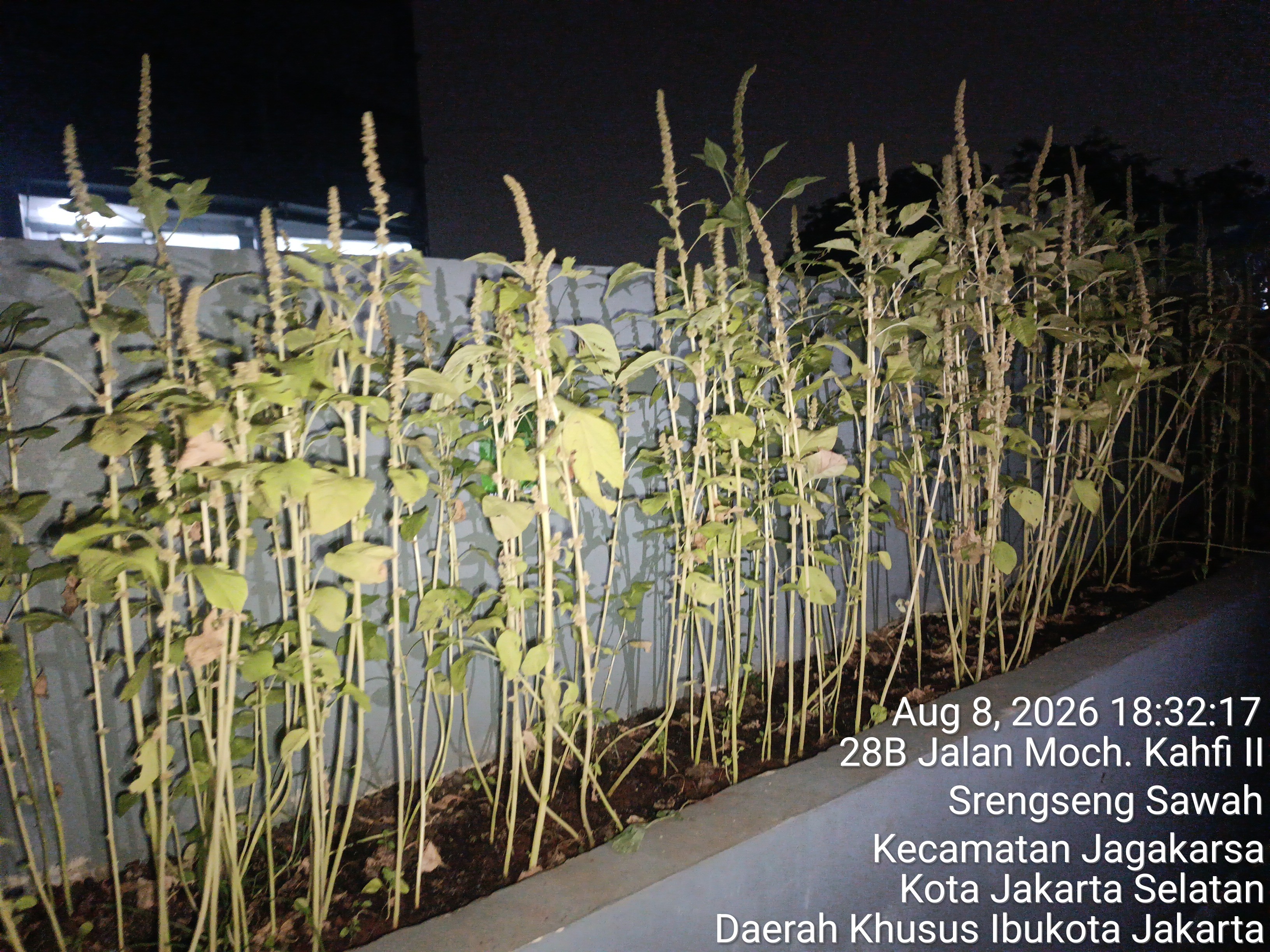 KEBUN SMKN 74 JAGAKARSA JAKARTA SELATAN - Gambar 449