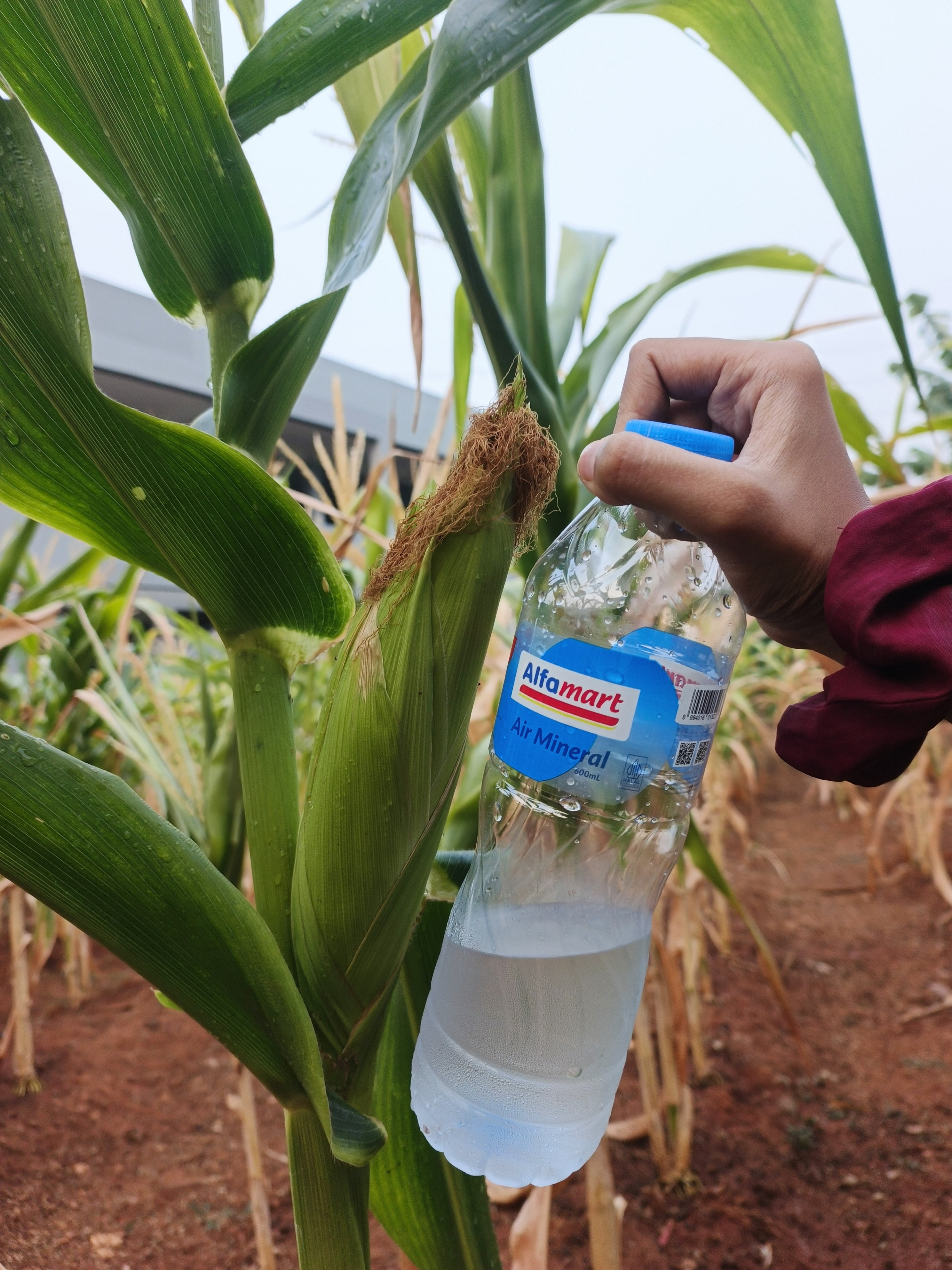 KEBUN SMKN 74 JAGAKARSA JAKARTA SELATAN - Gambar 445