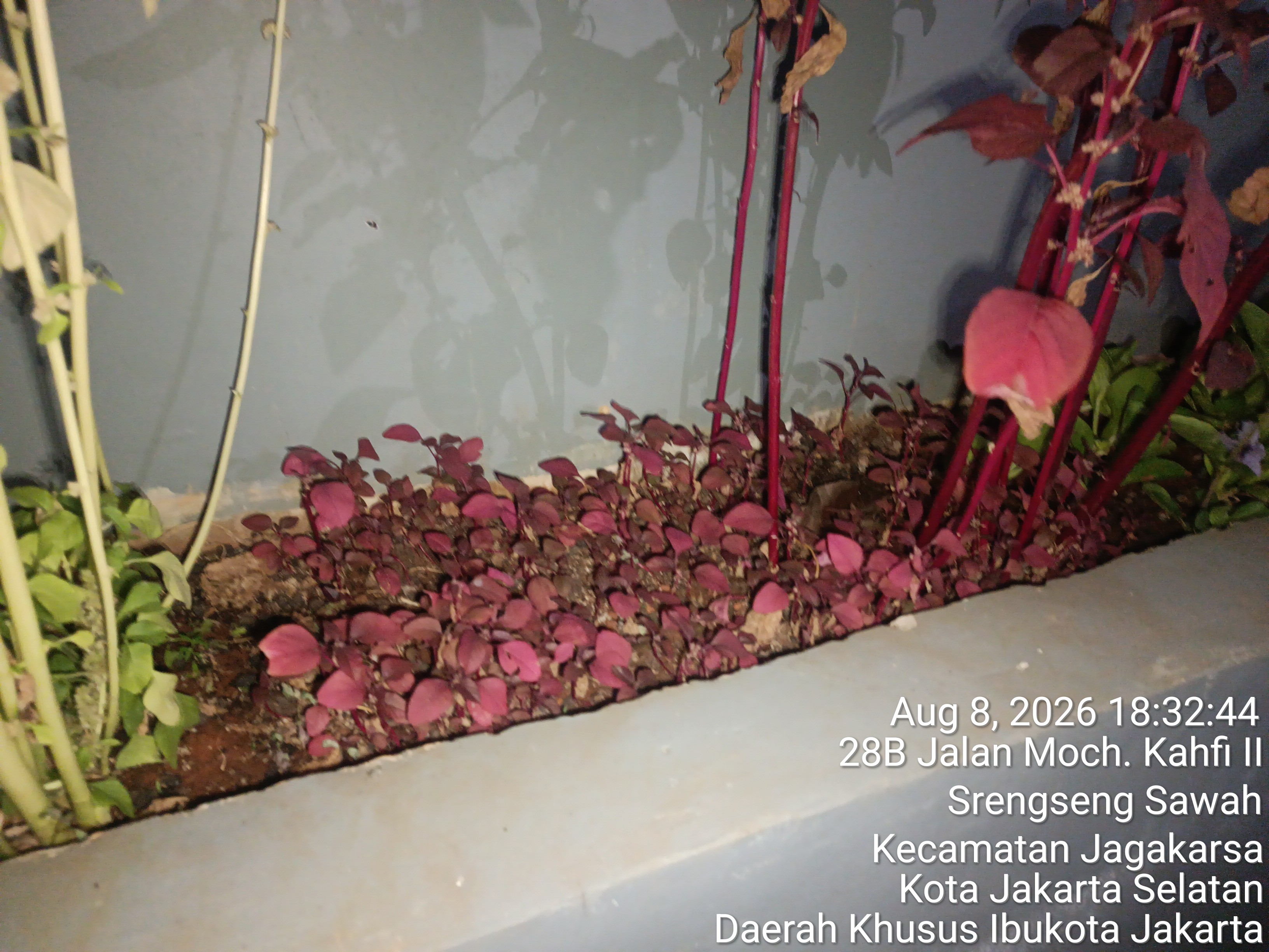 KEBUN SMKN 74 JAGAKARSA JAKARTA SELATAN - Gambar 447