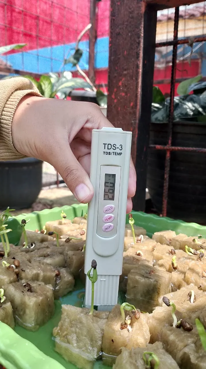Lahan Urban Farming SMAN 109 Jakarta - Gambar 292