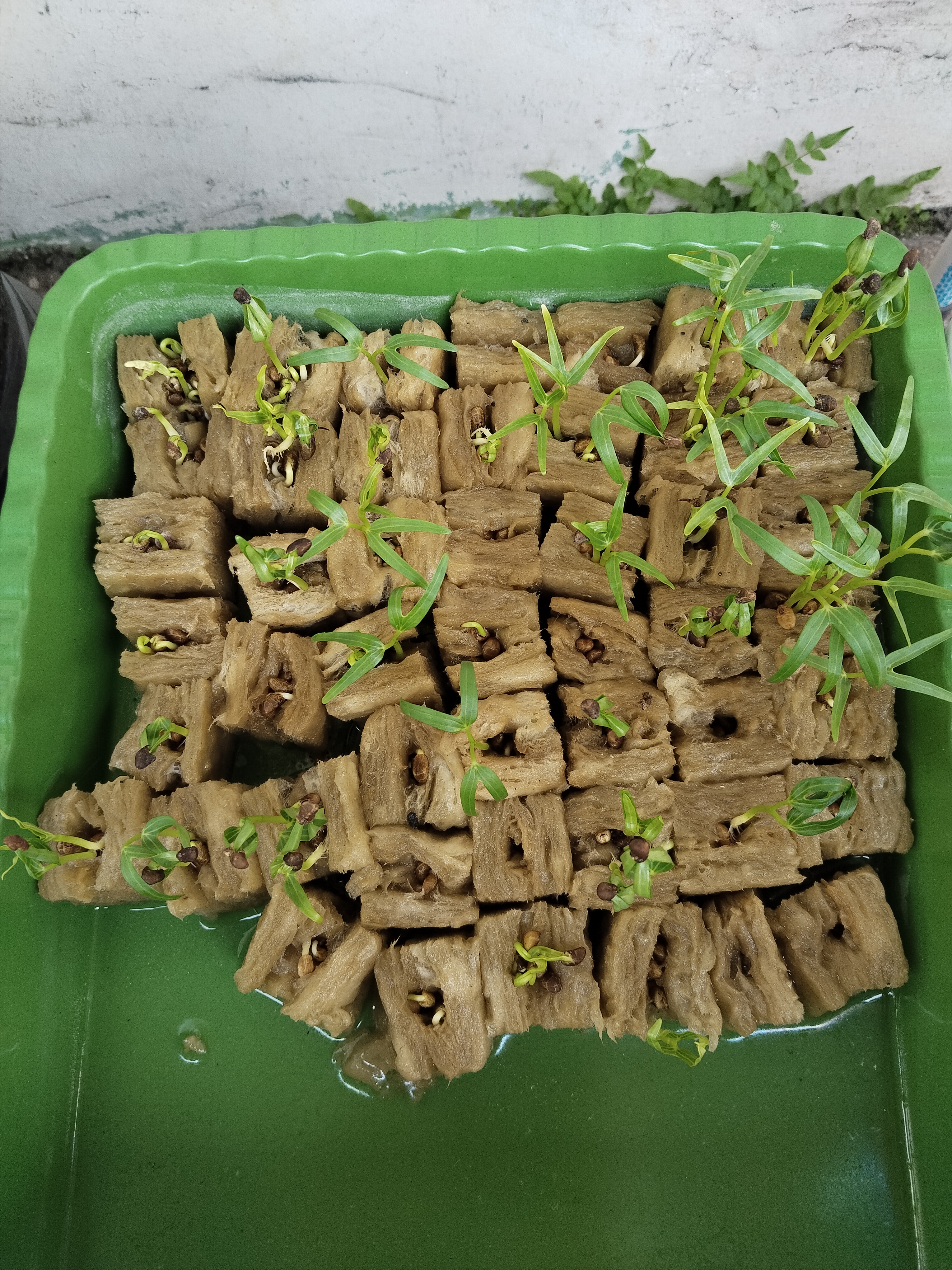 Lahan Urban Farming SMKN 62 Jakarta - Gambar 66
