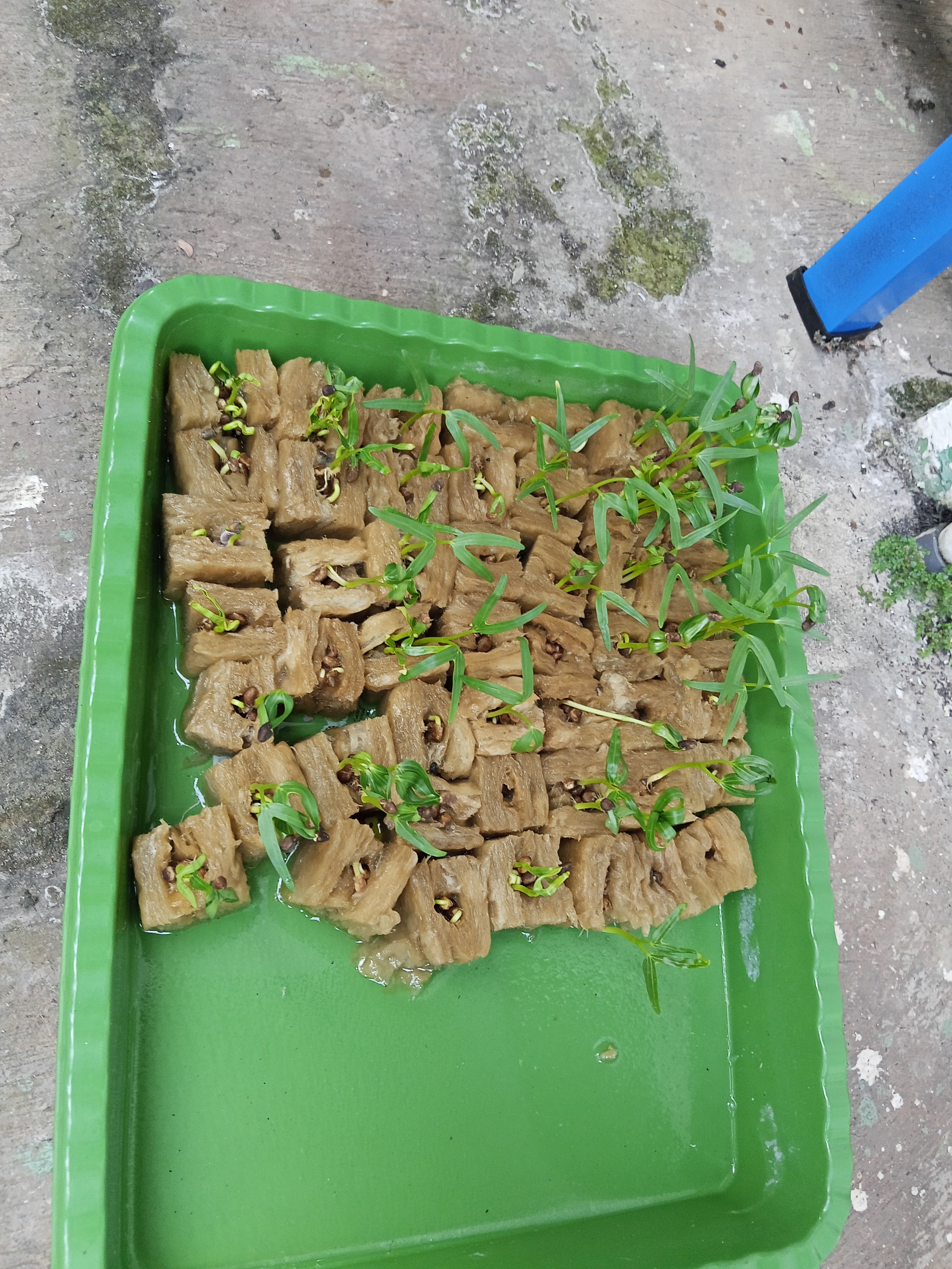 Lahan Urban Farming SMKN 62 Jakarta - Gambar 64