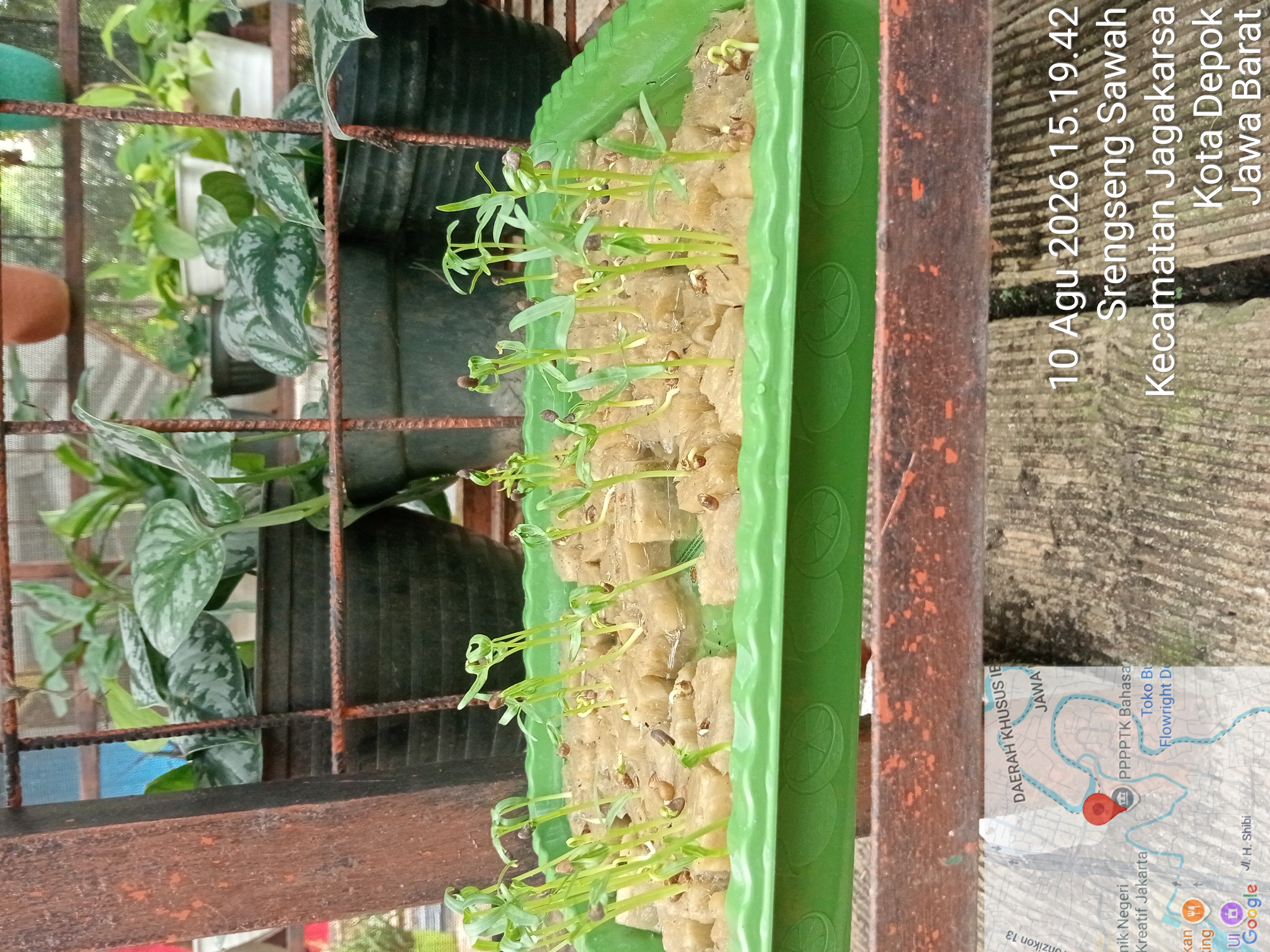 Lahan Urban Farming SMAN 109 Jakarta - Gambar 289