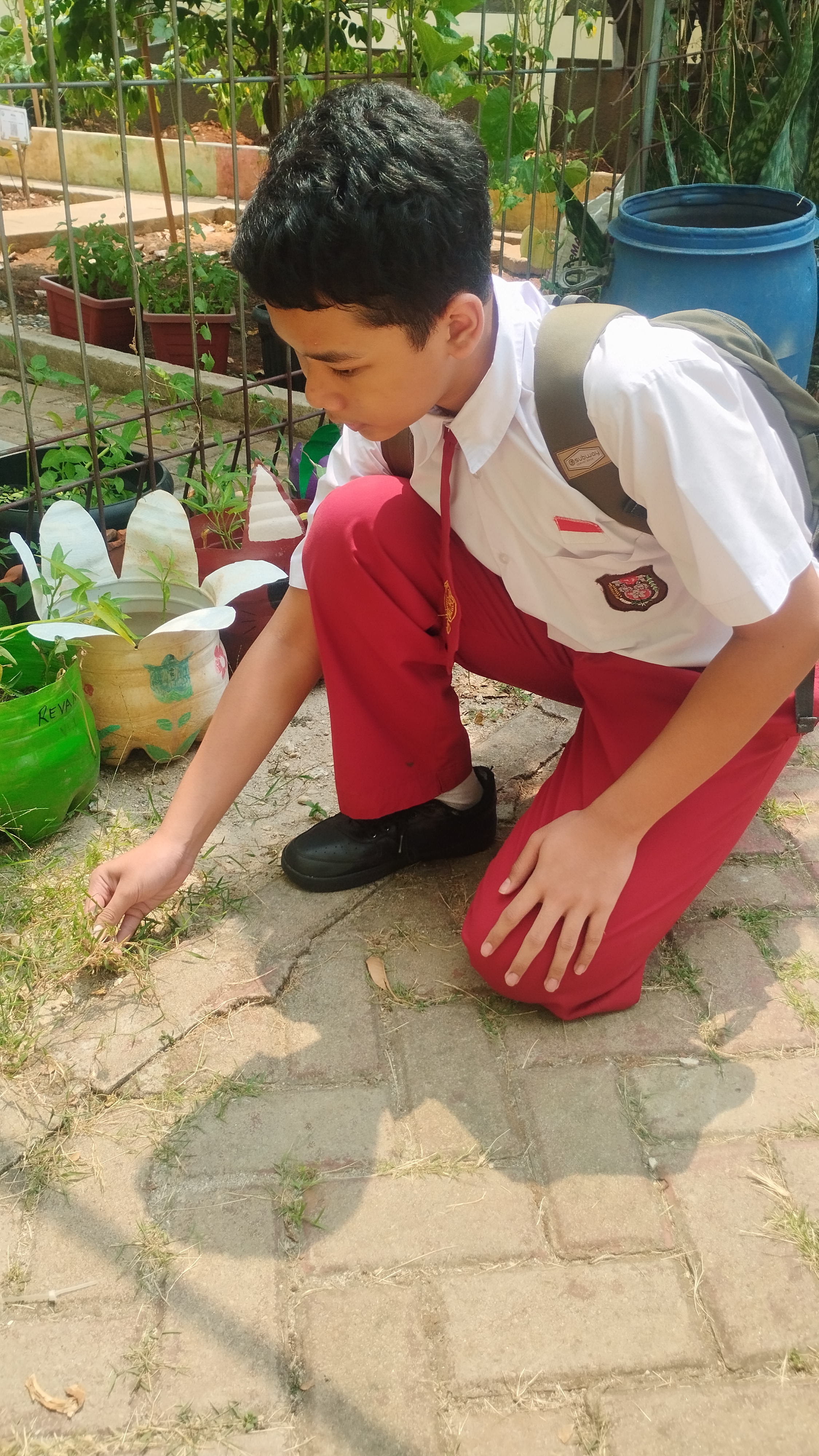 Lahan Urban Farming SDN Lenteng Agung 07 Jakarta - Gambar 116