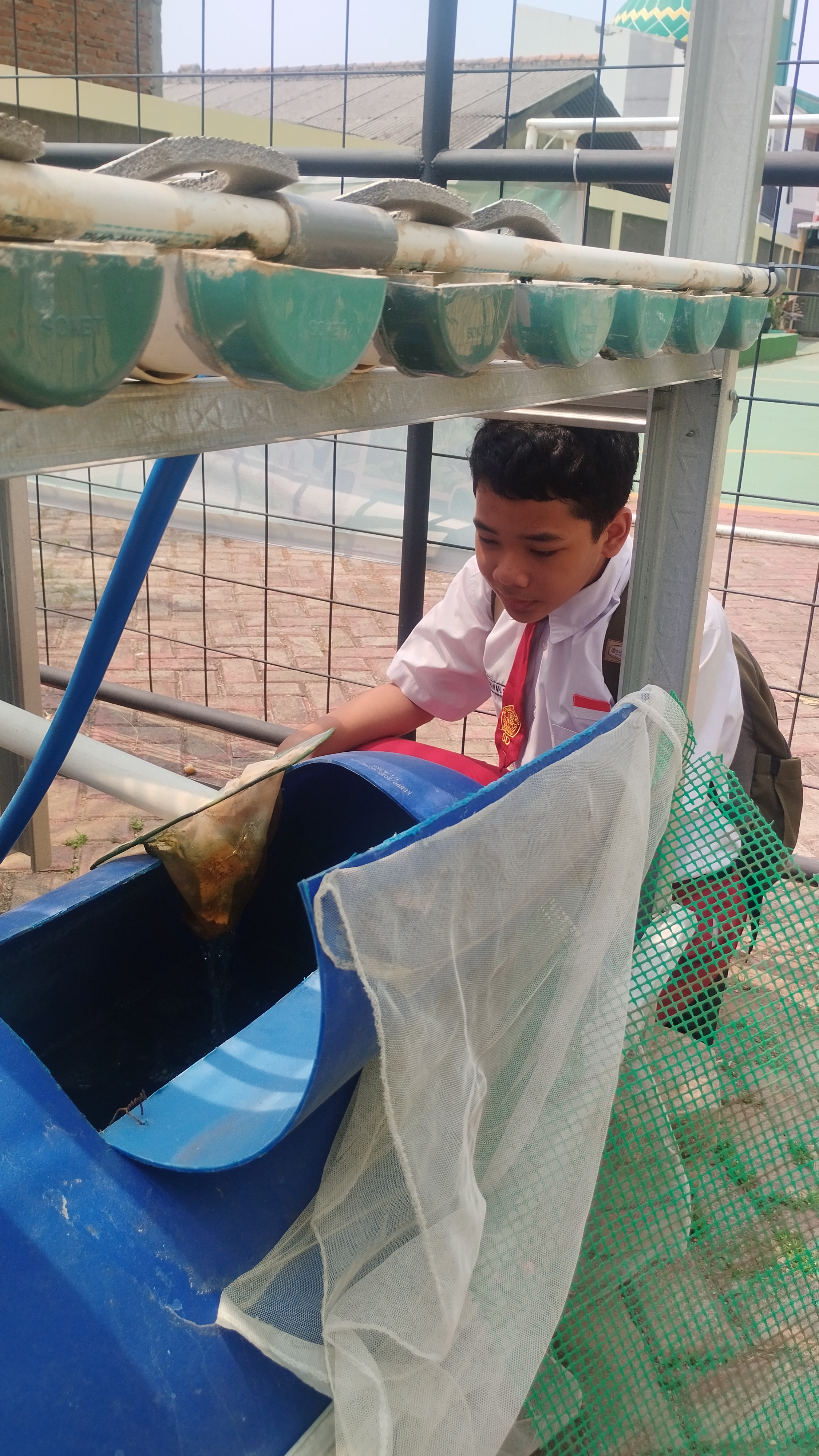 Lahan Urban Farming SDN Lenteng Agung 07 Jakarta - Gambar 115