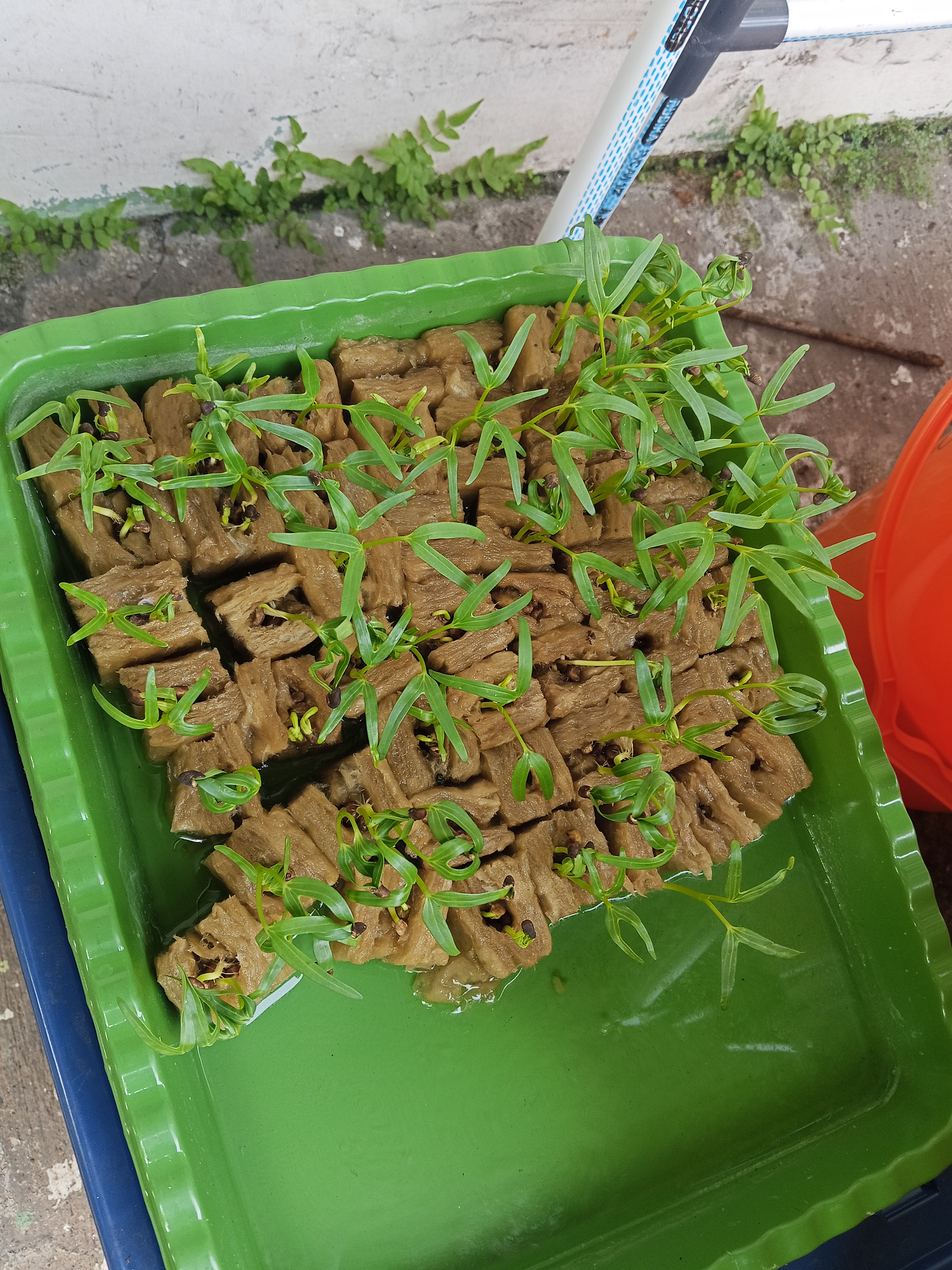 Lahan Urban Farming SMKN 62 Jakarta - Gambar 63