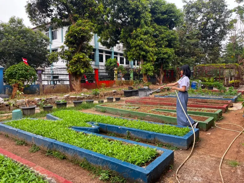 Lahan Urban Farming SMAN 109 Jakarta - Gambar 284