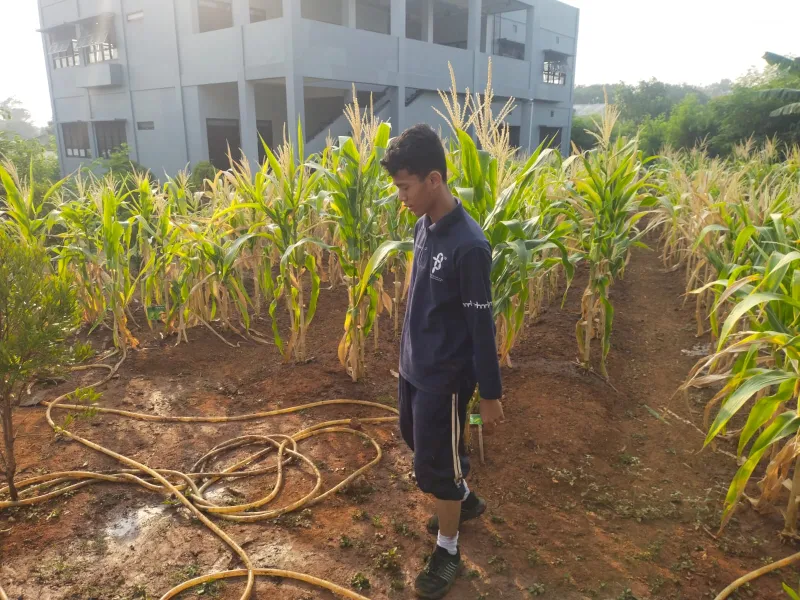 KEBUN SMKN 74 JAGAKARSA JAKARTA SELATAN - Gambar 421