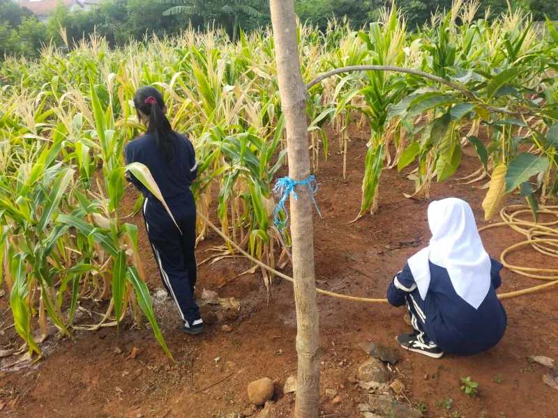 KEBUN SMKN 74 JAGAKARSA JAKARTA SELATAN - Gambar 420