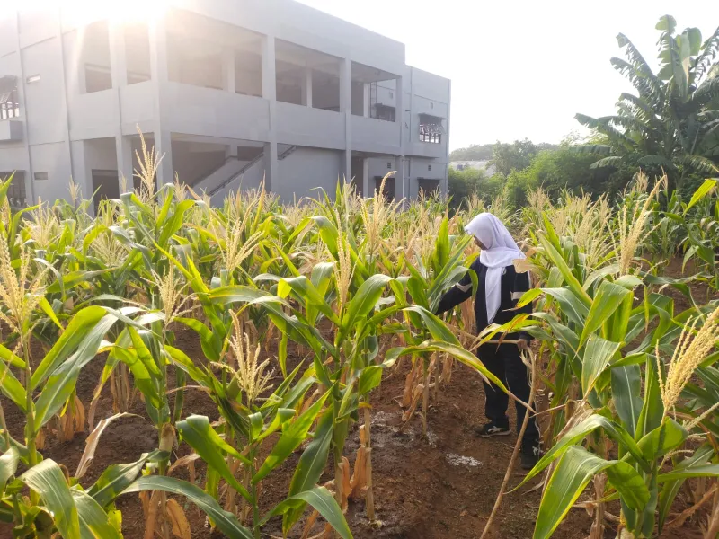 KEBUN SMKN 74 JAGAKARSA JAKARTA SELATAN - Gambar 419