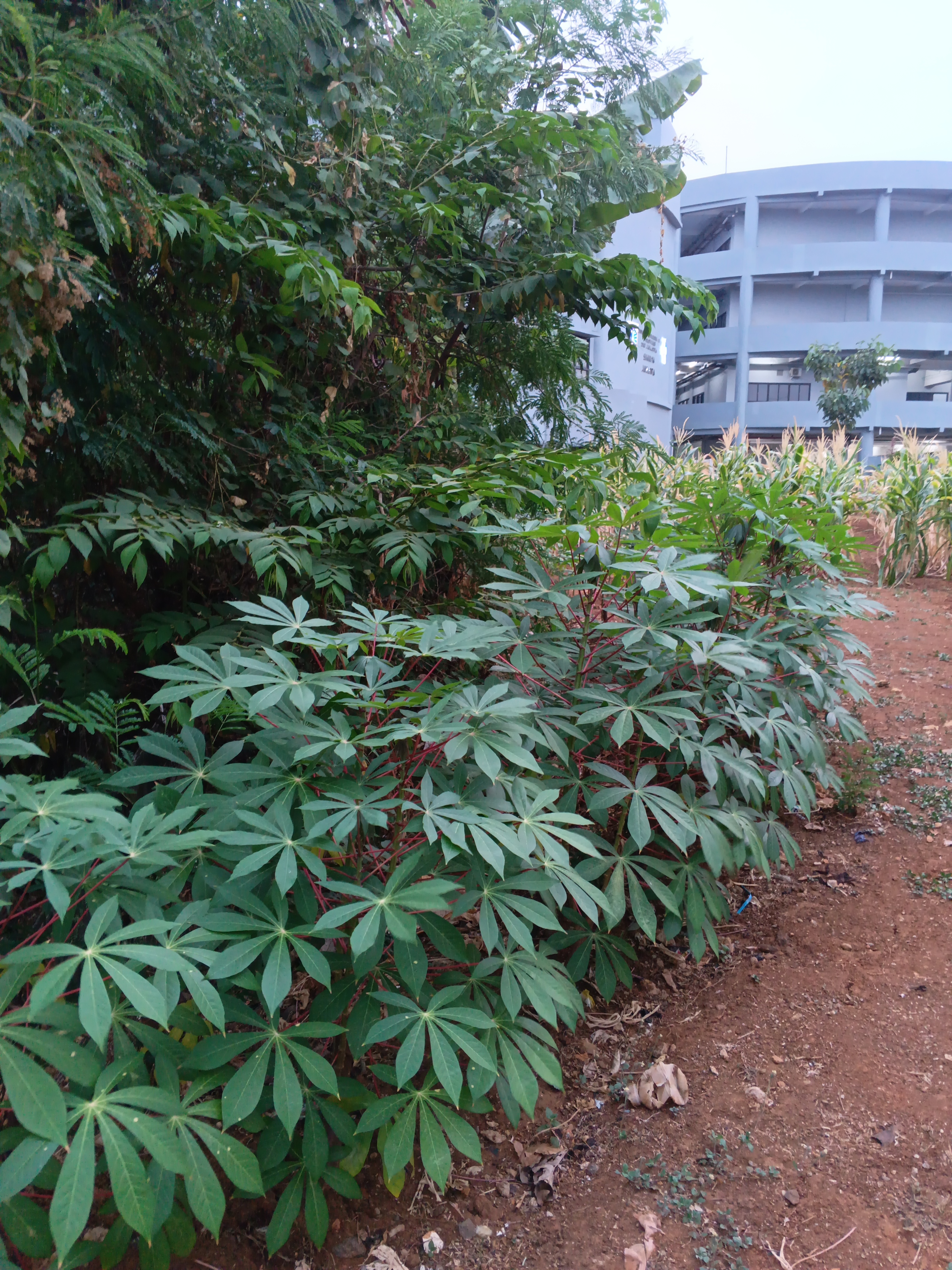 KEBUN SMKN 74 JAGAKARSA JAKARTA SELATAN - Gambar 417