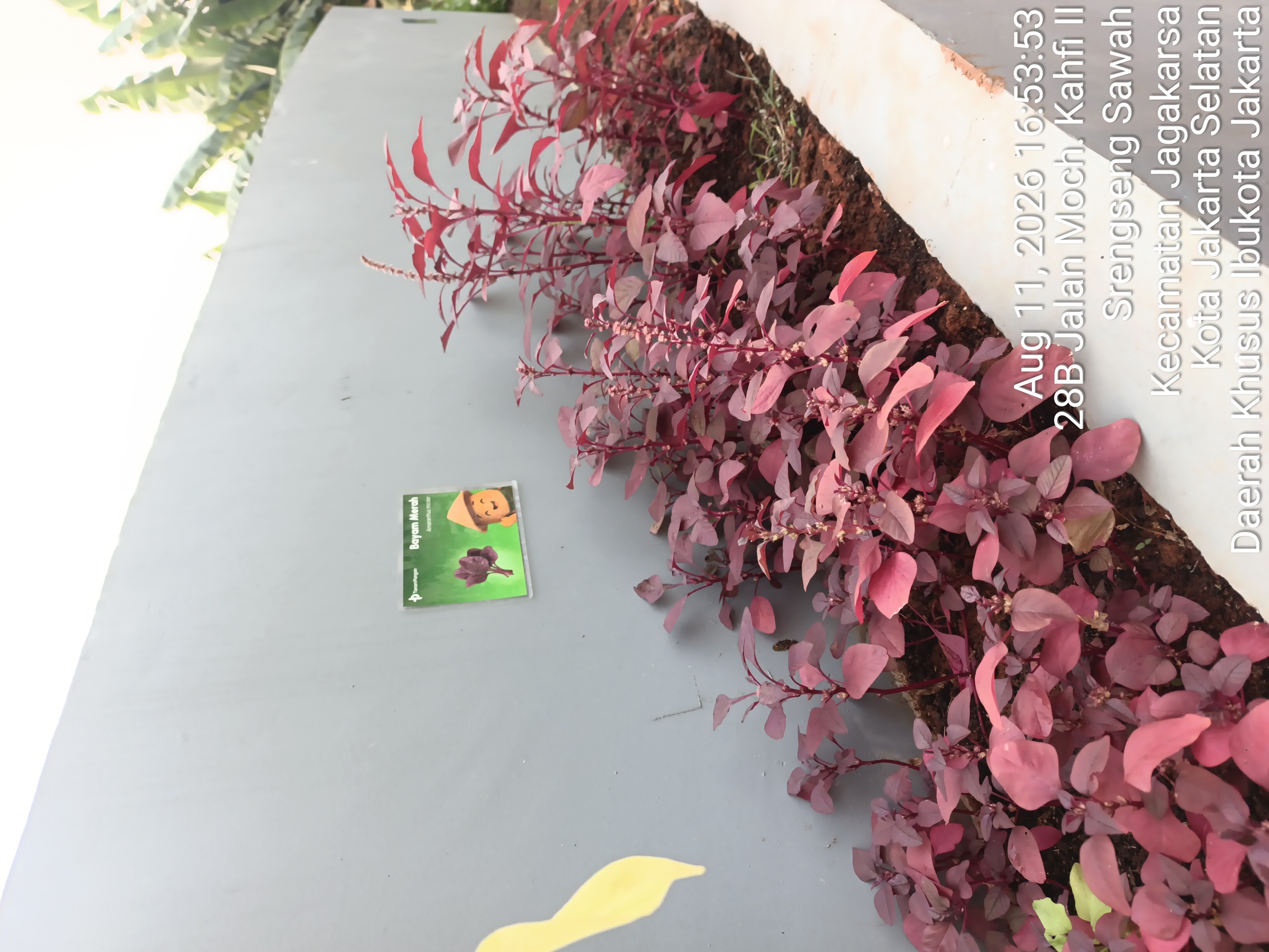 KEBUN SMKN 74 JAGAKARSA JAKARTA SELATAN - Gambar 409