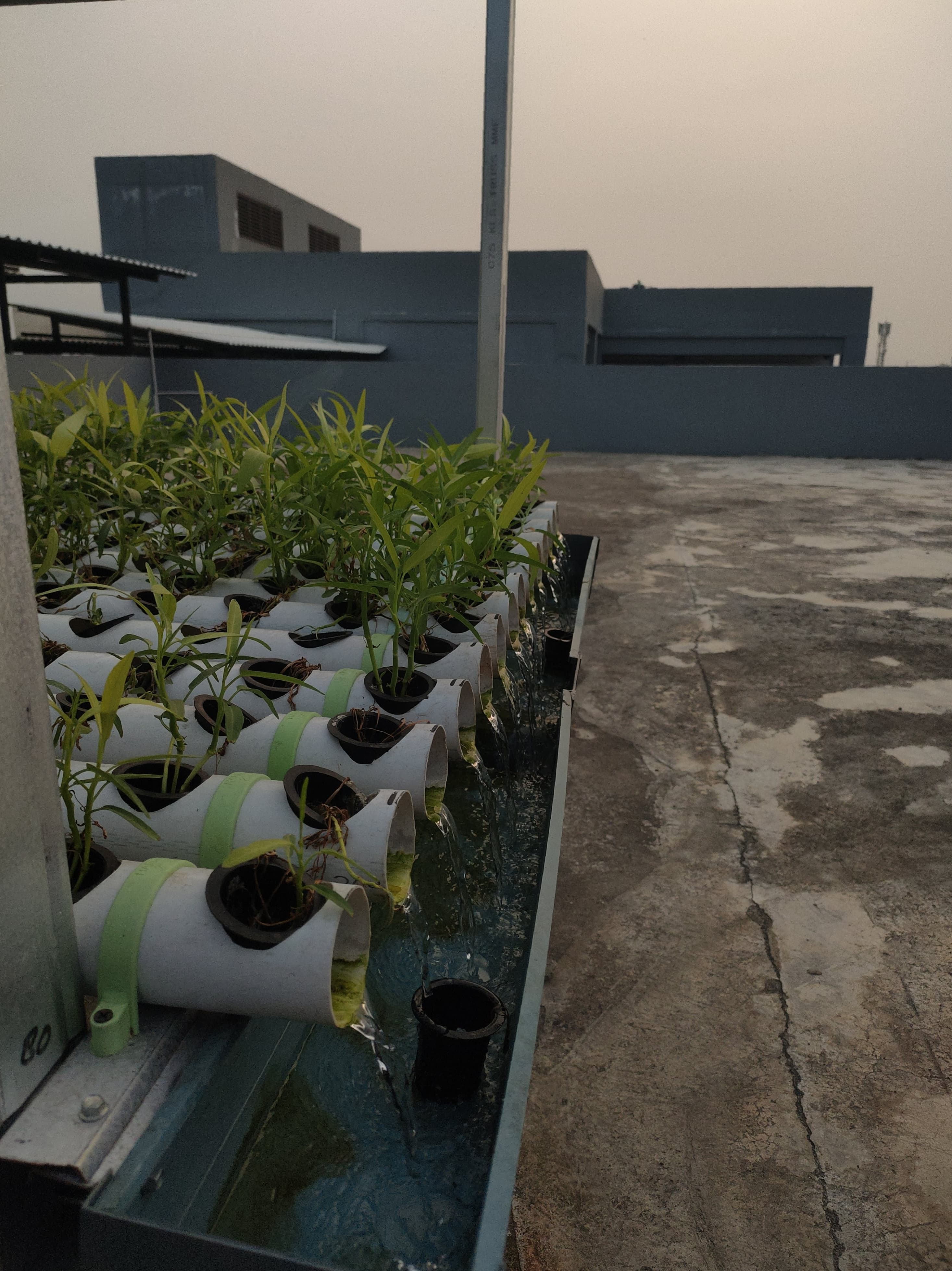 KEBUN SMKN 74 JAGAKARSA JAKARTA SELATAN - Gambar 416