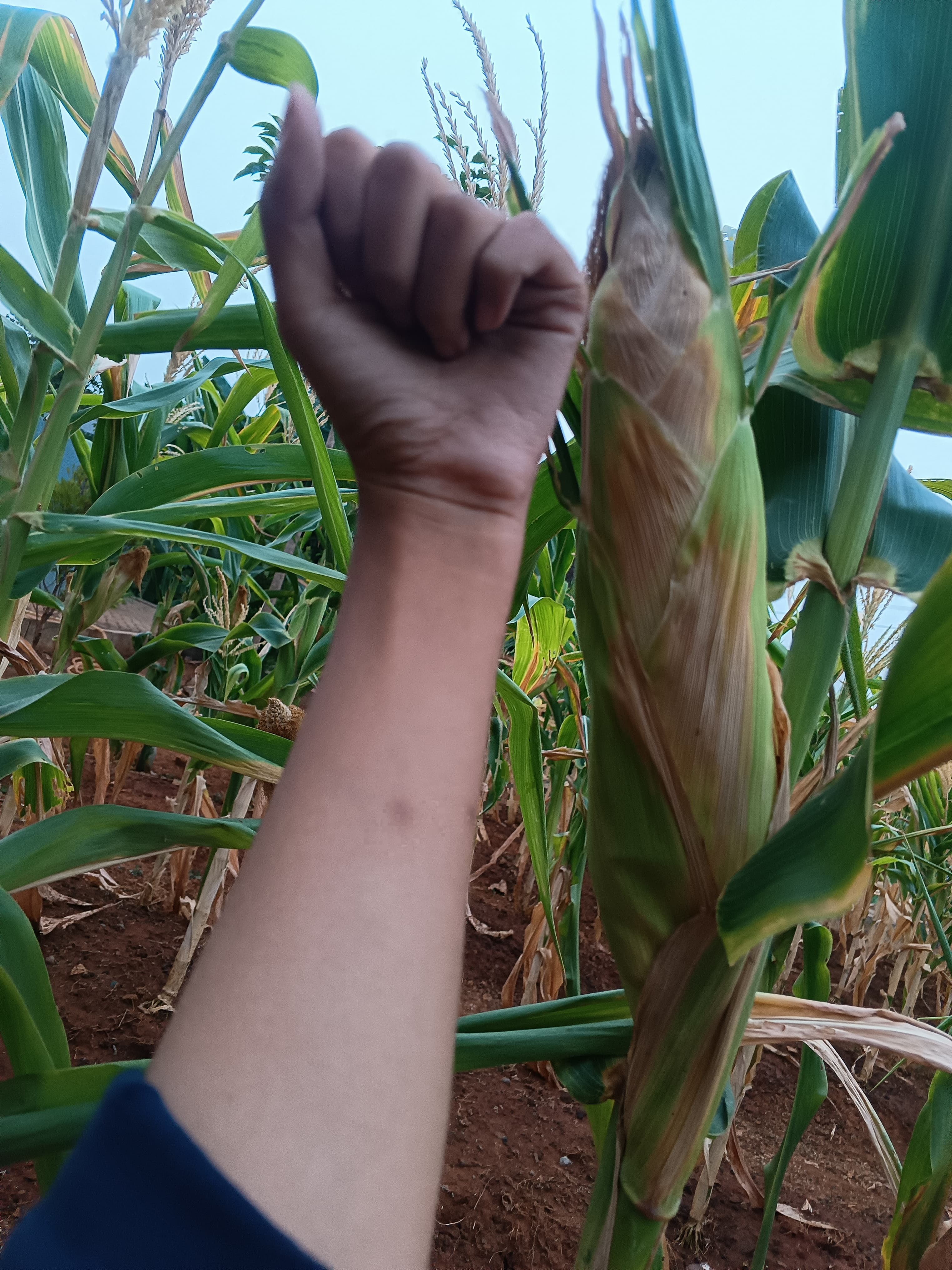 KEBUN SMKN 74 JAGAKARSA JAKARTA SELATAN - Gambar 414