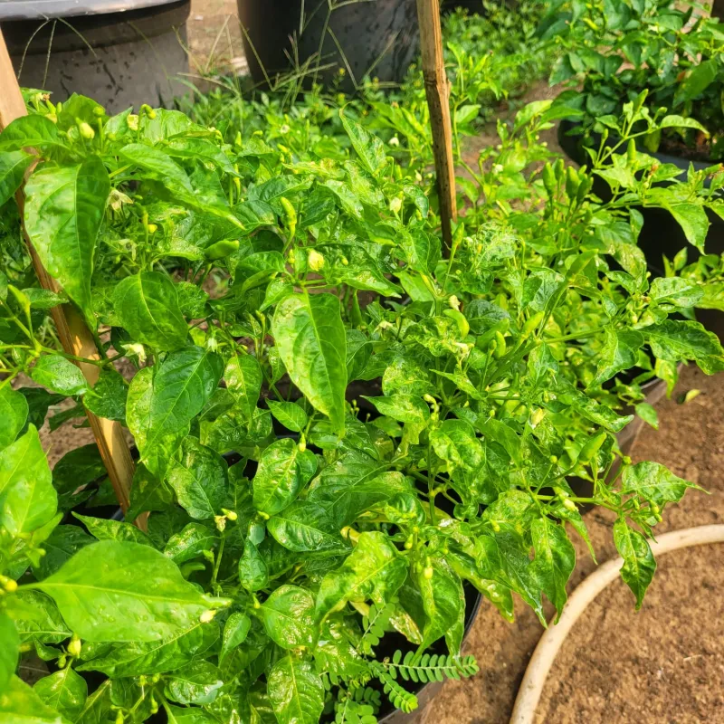 Lahan Urban Farming SMAN 109 Jakarta - Gambar 283