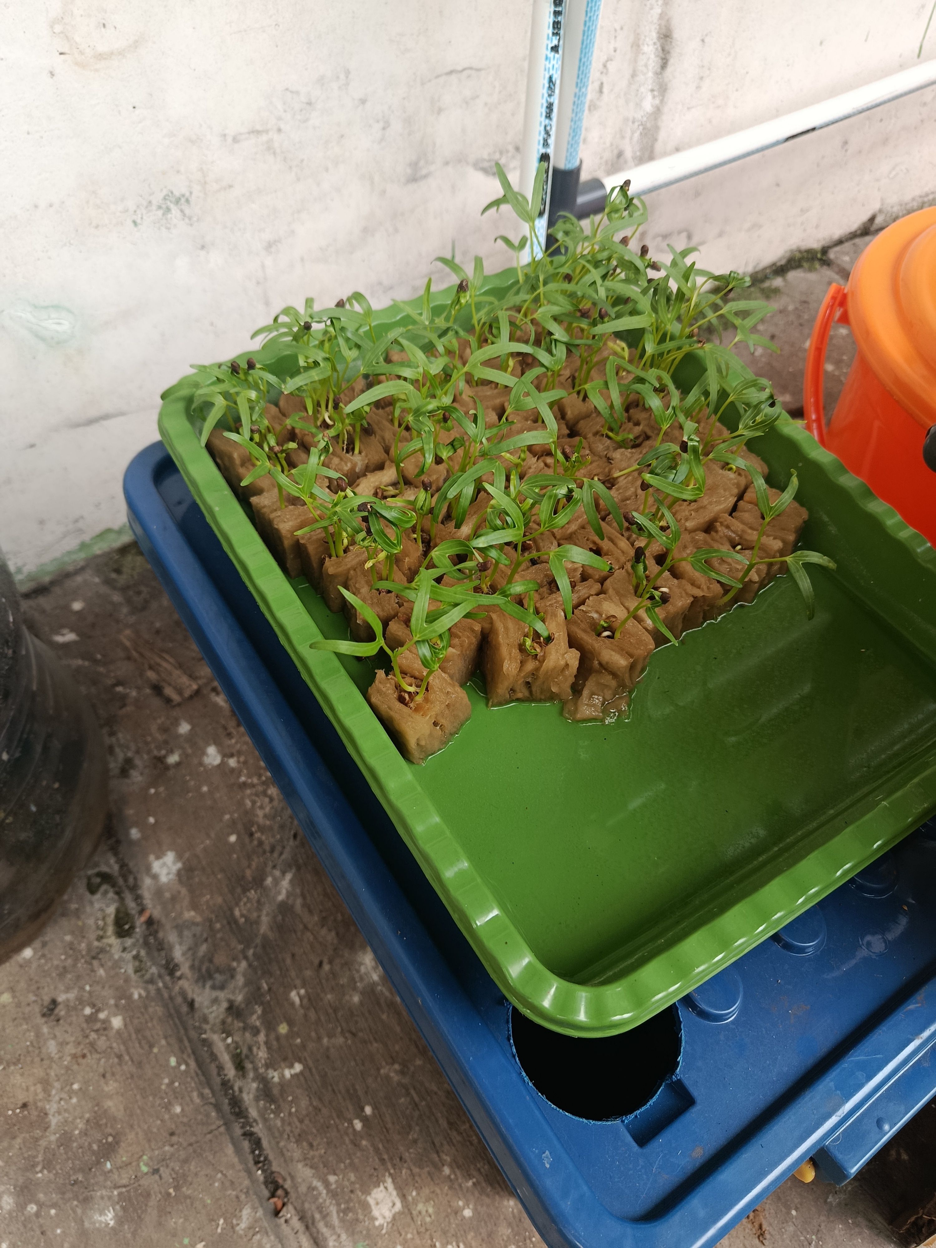 Lahan Urban Farming SMKN 62 Jakarta - Gambar 62