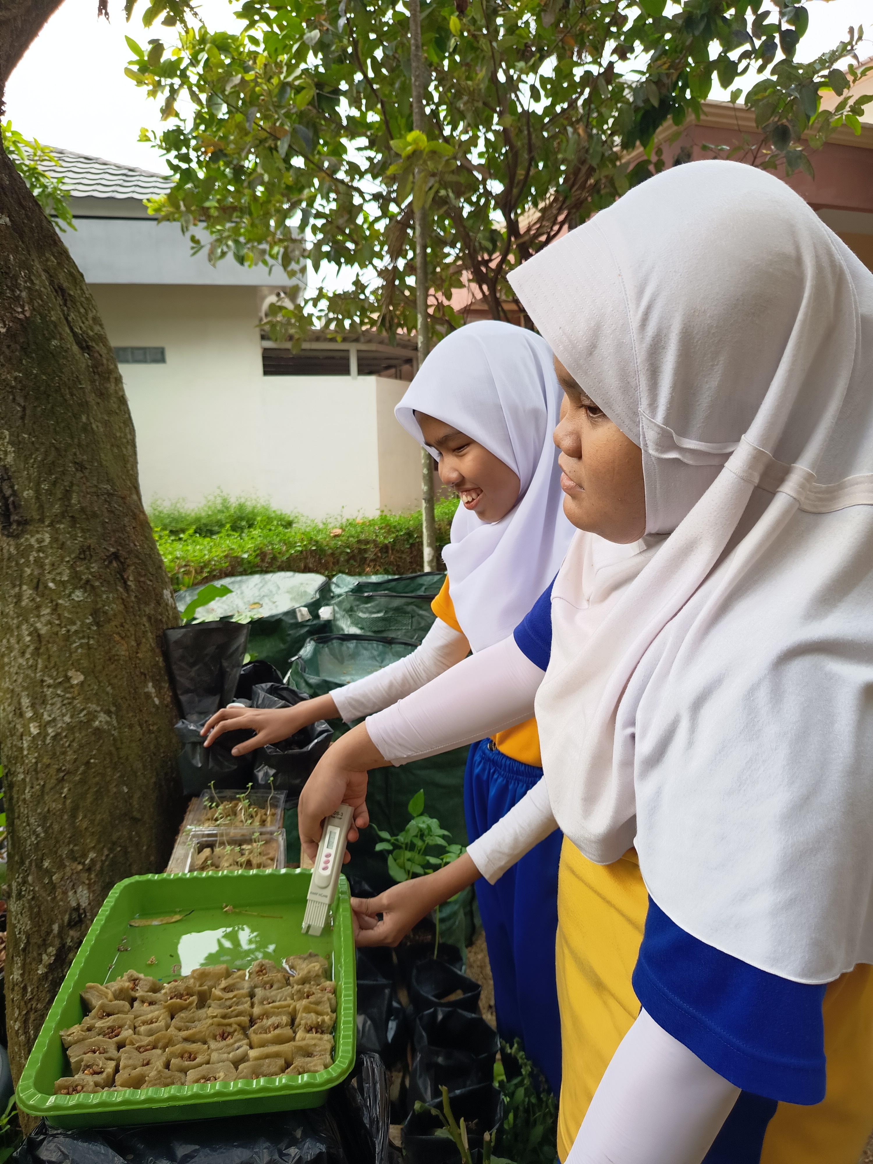 Lahan Urban Farming SLB A Pembina Tingkat Nasional - Gambar 149