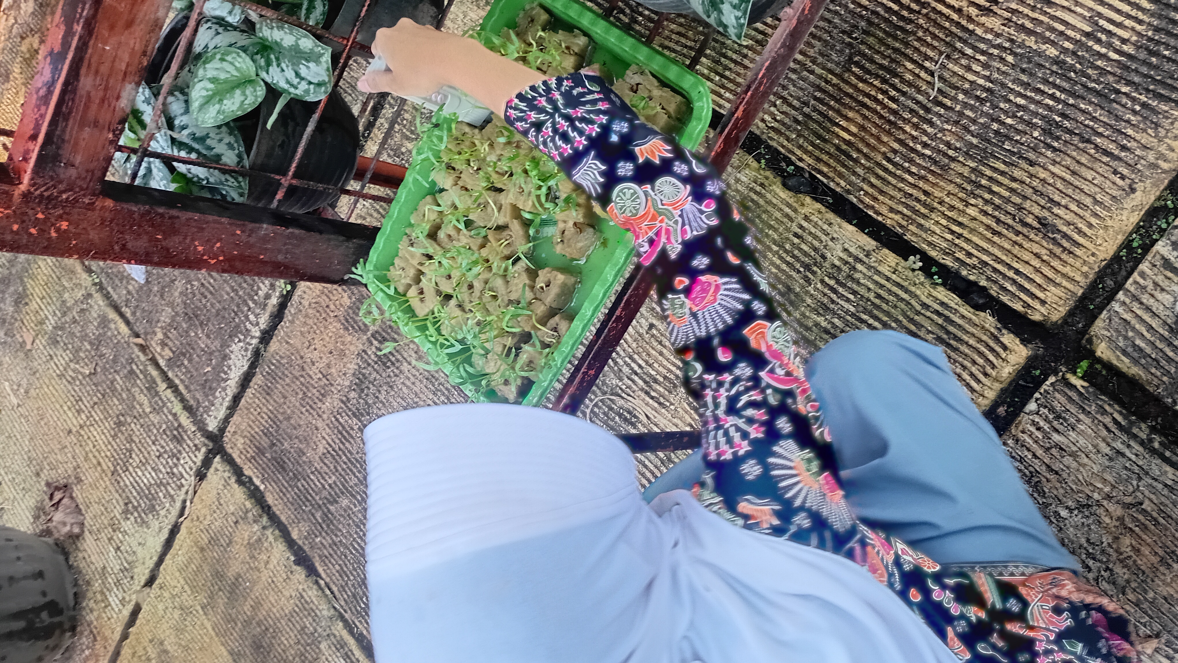 Lahan Urban Farming SMAN 109 Jakarta - Gambar 281