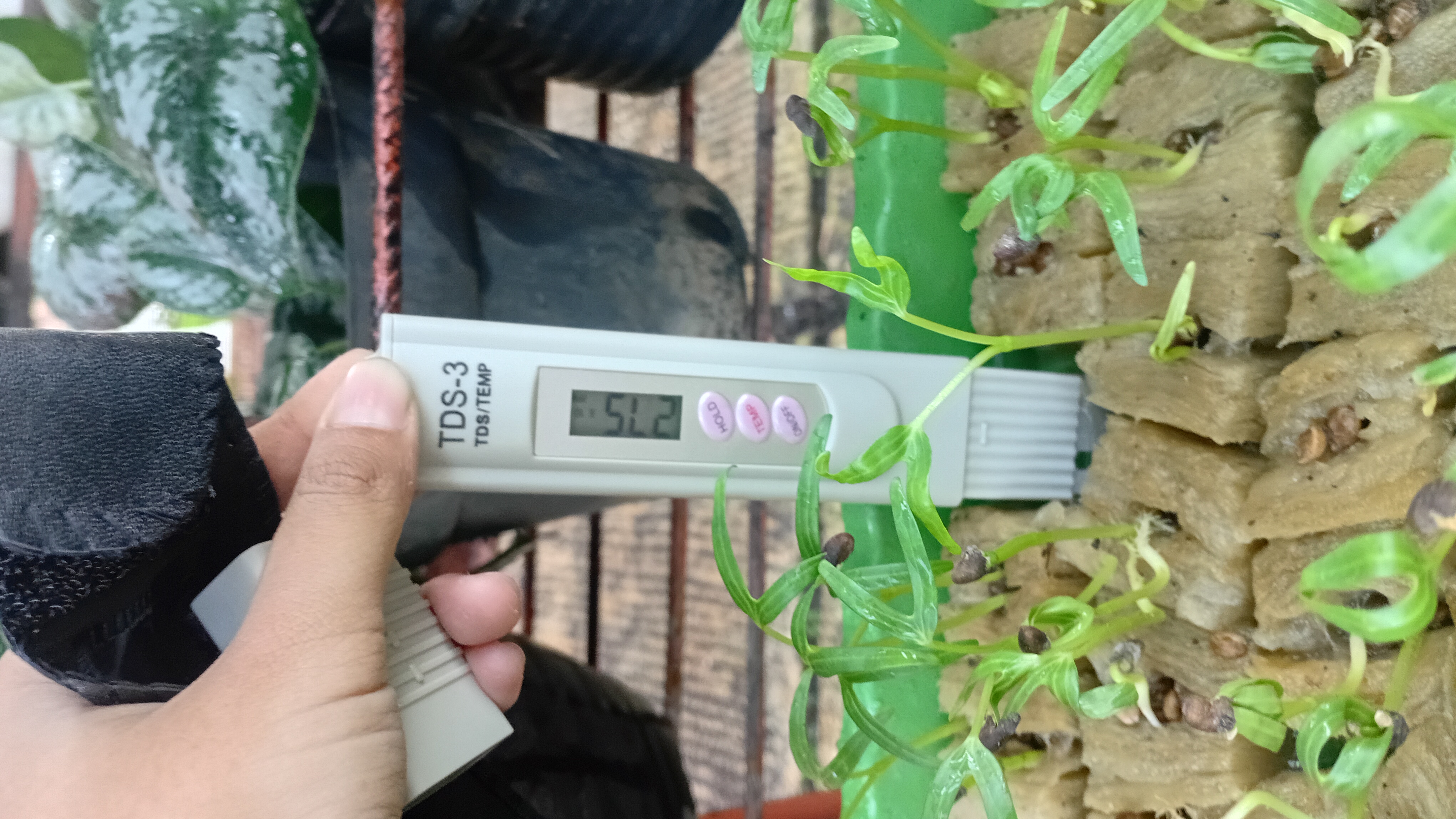 Lahan Urban Farming SMAN 109 Jakarta - Gambar 280