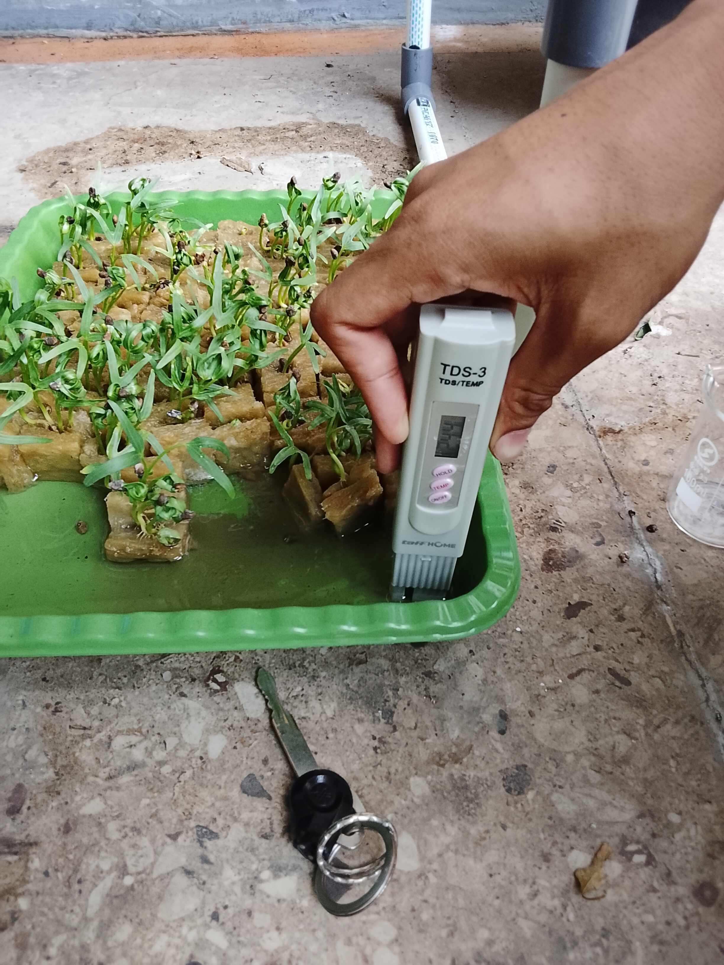 Lahan Urban Farming SMKN 41 Jakarta - Gambar 86