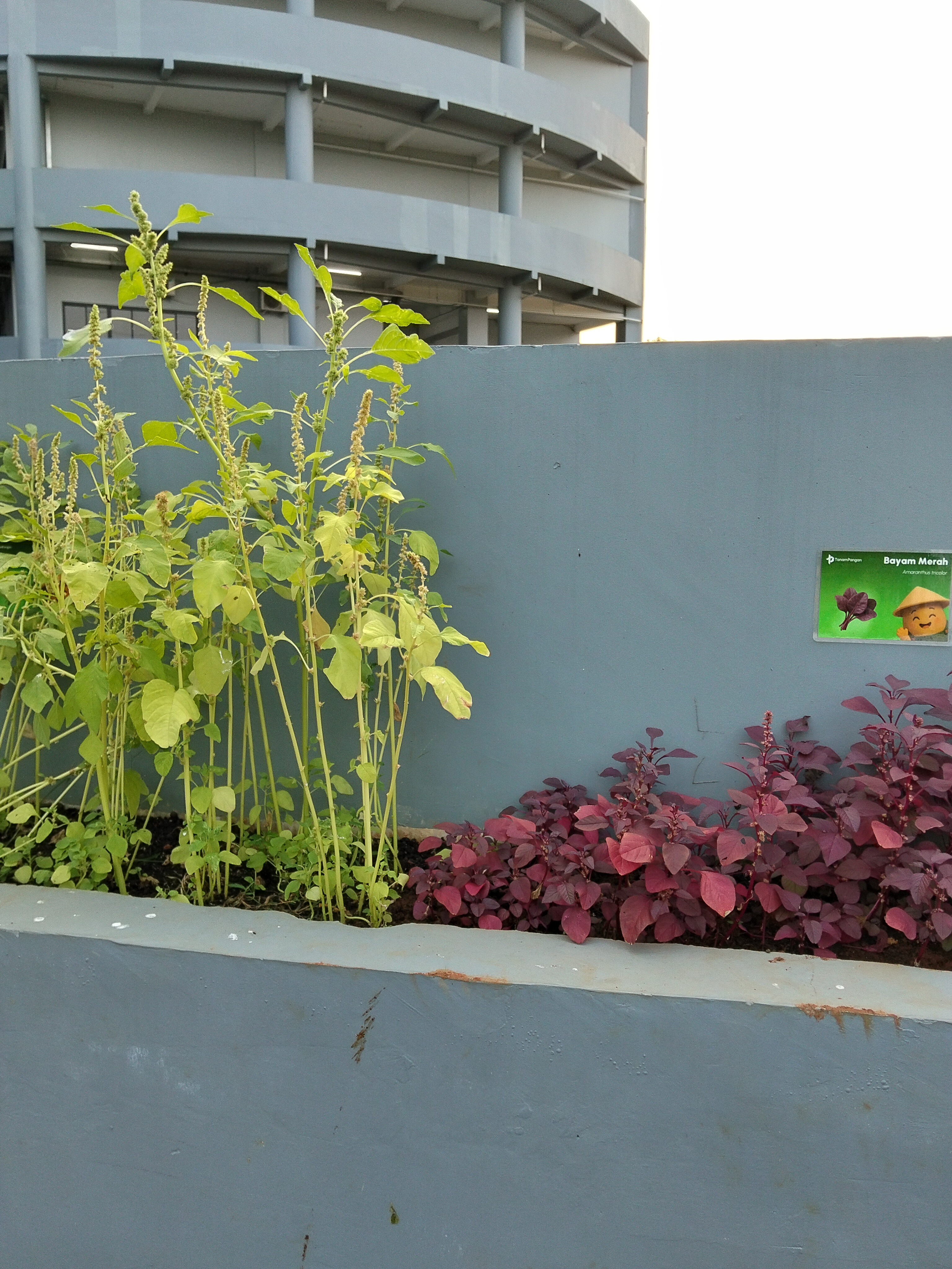 KEBUN SMKN 74 JAGAKARSA JAKARTA SELATAN - Gambar 403