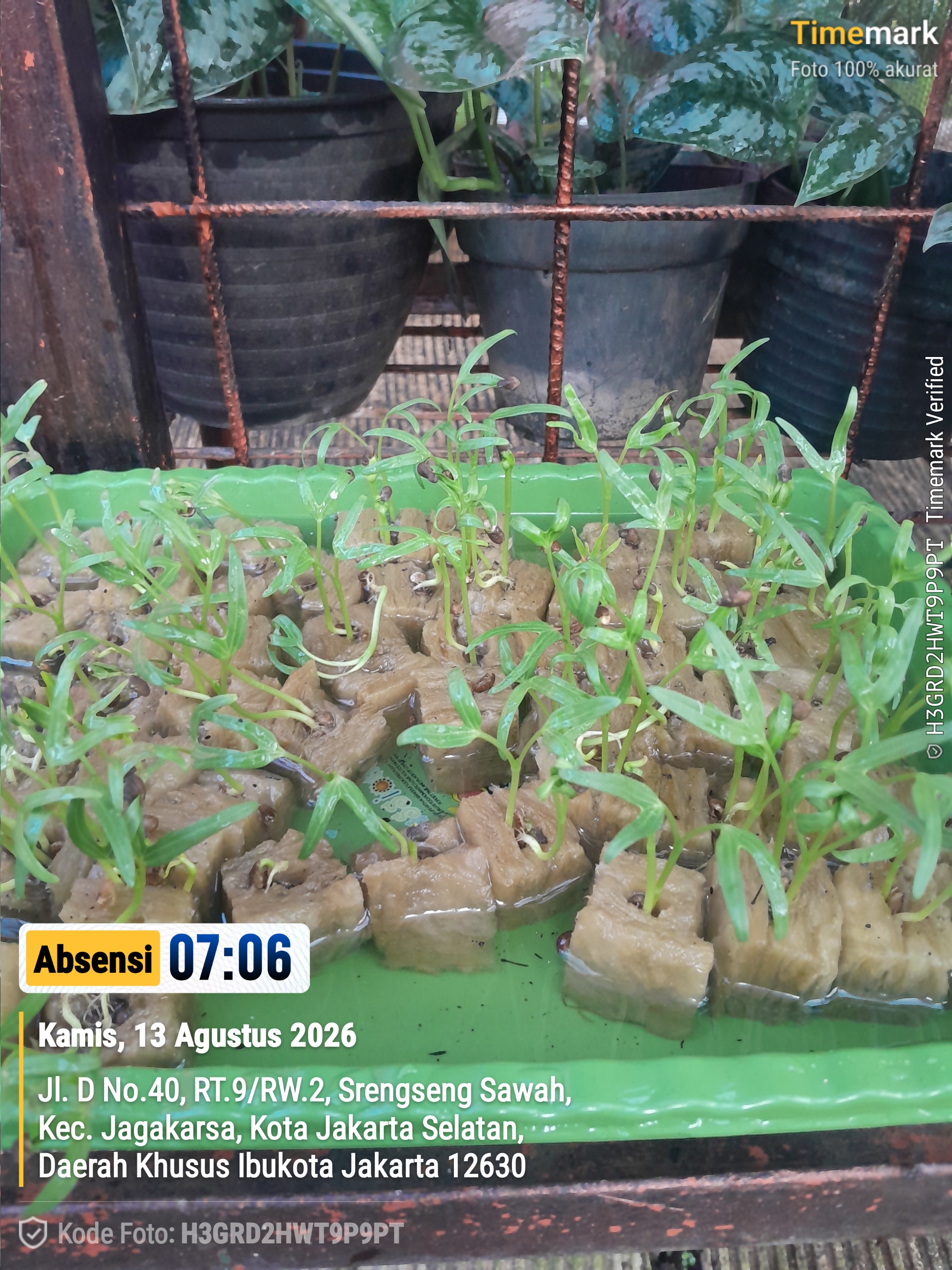 Lahan Urban Farming SMAN 109 Jakarta - Gambar 275