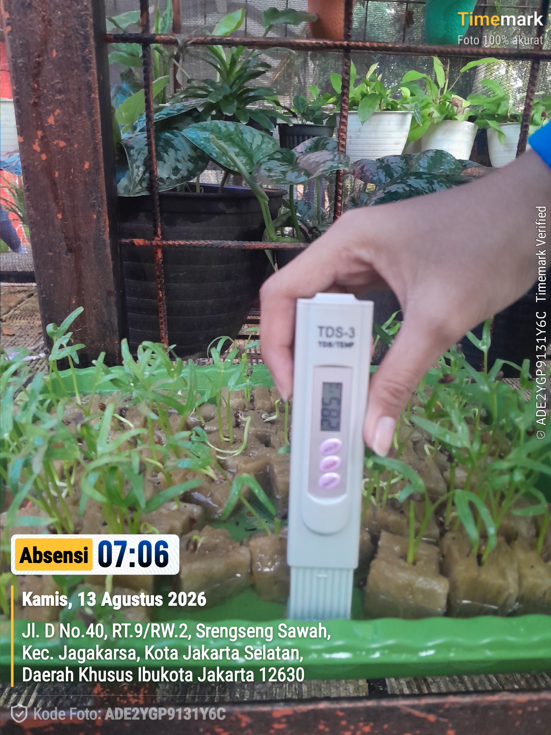 Lahan Urban Farming SMAN 109 Jakarta - Gambar 276