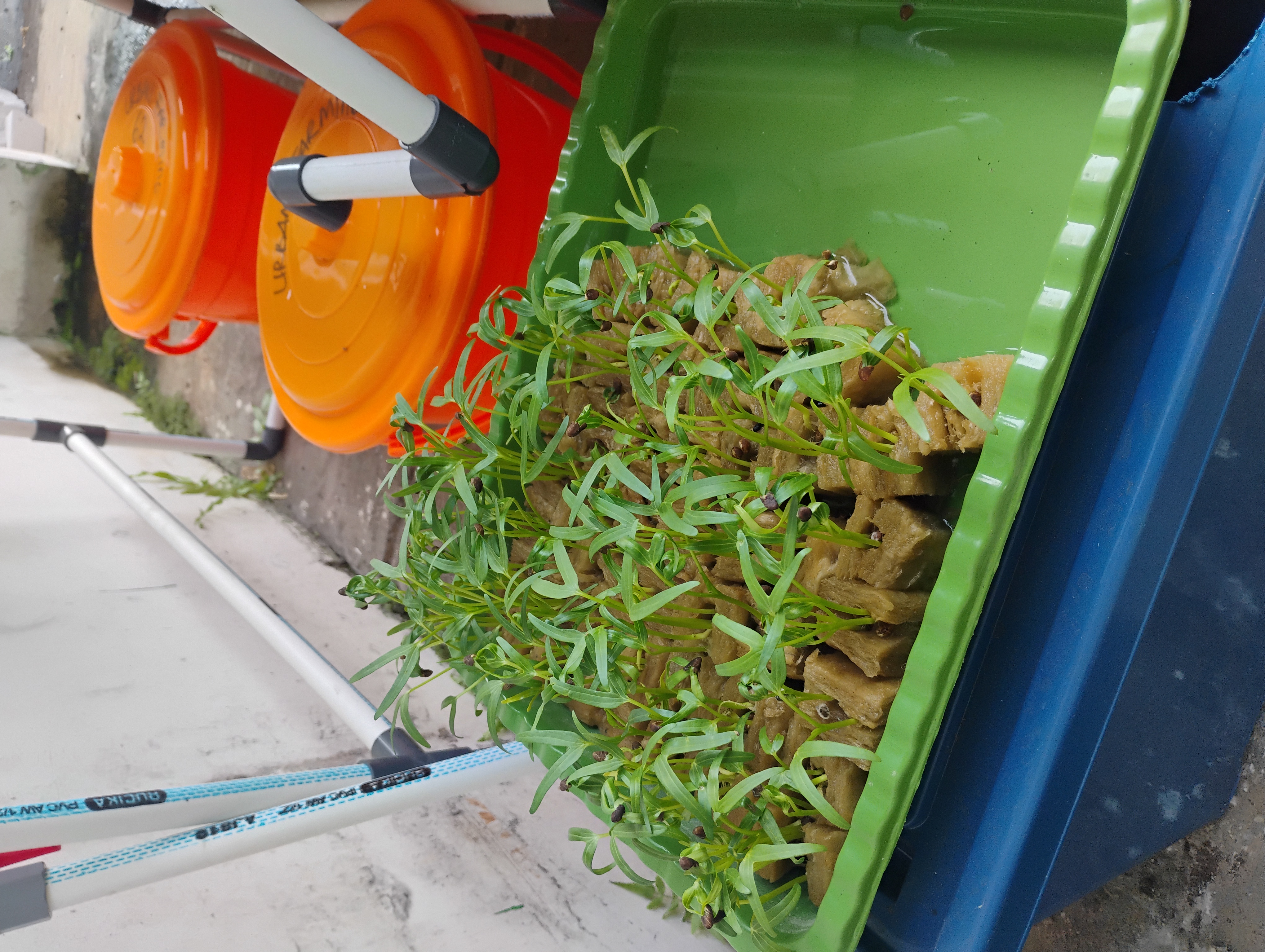 Lahan Urban Farming SMKN 62 Jakarta - Gambar 60
