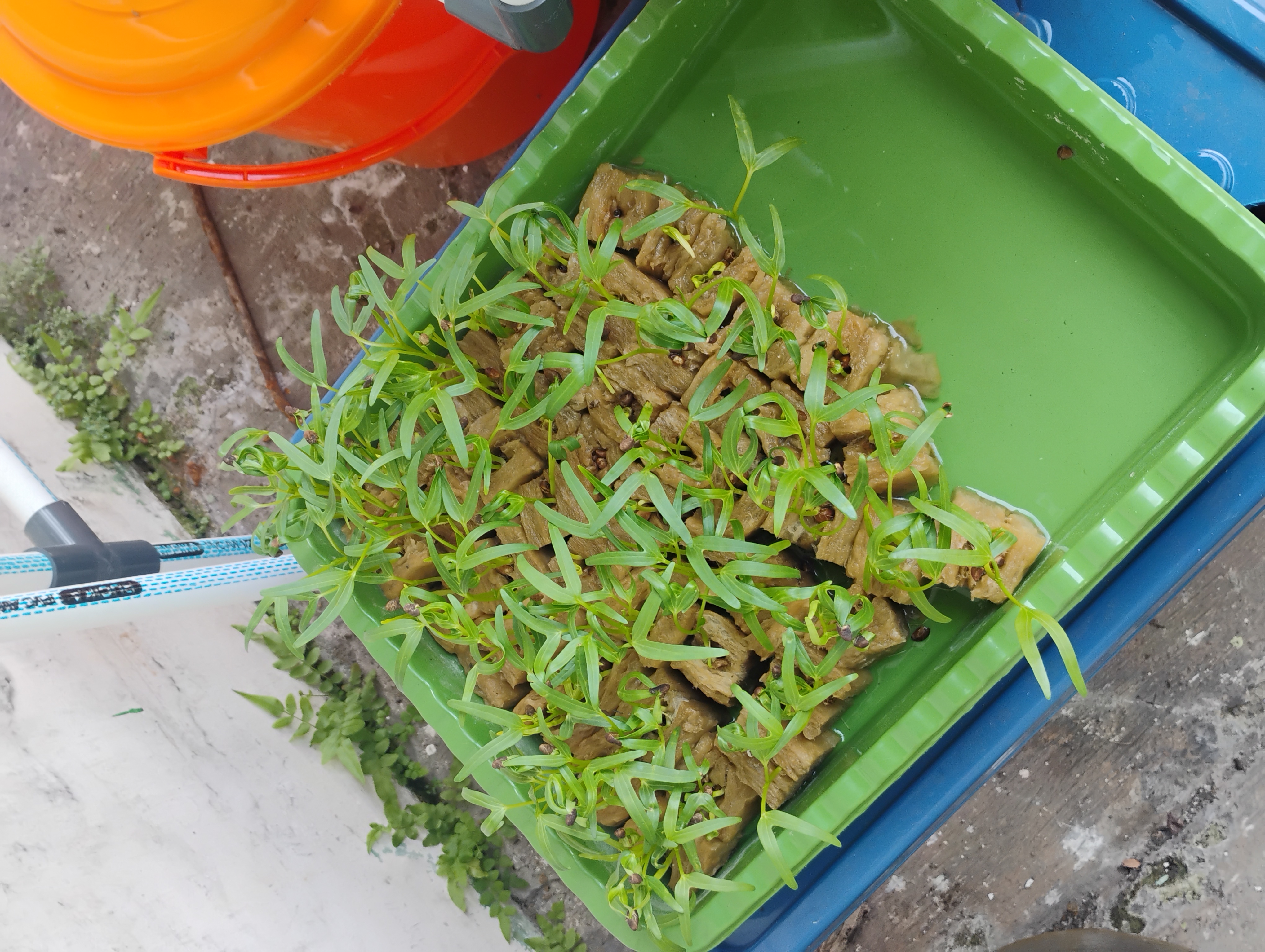 Lahan Urban Farming SMKN 62 Jakarta - Gambar 61