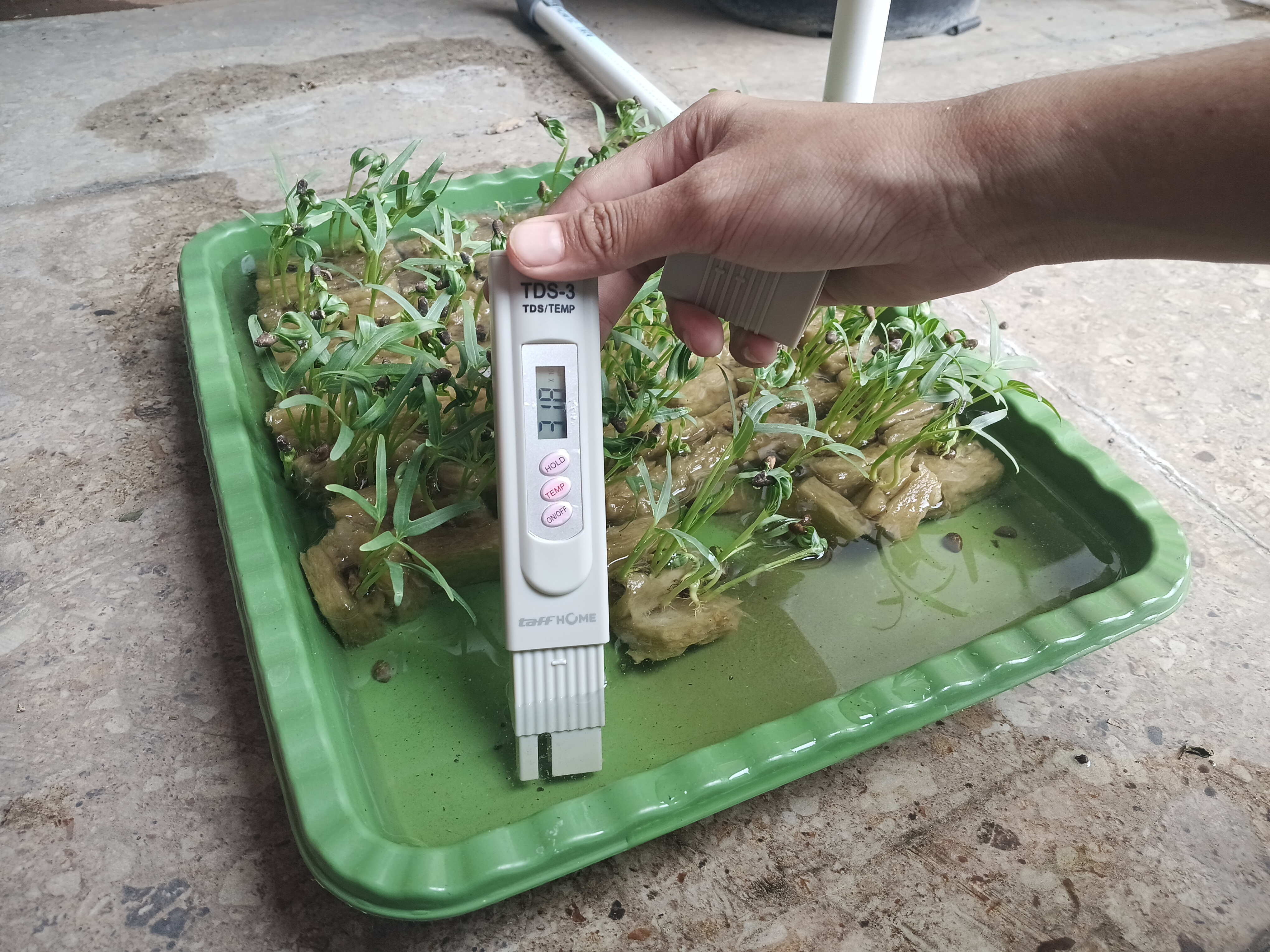 Lahan Urban Farming SMKN 41 Jakarta - Gambar 84