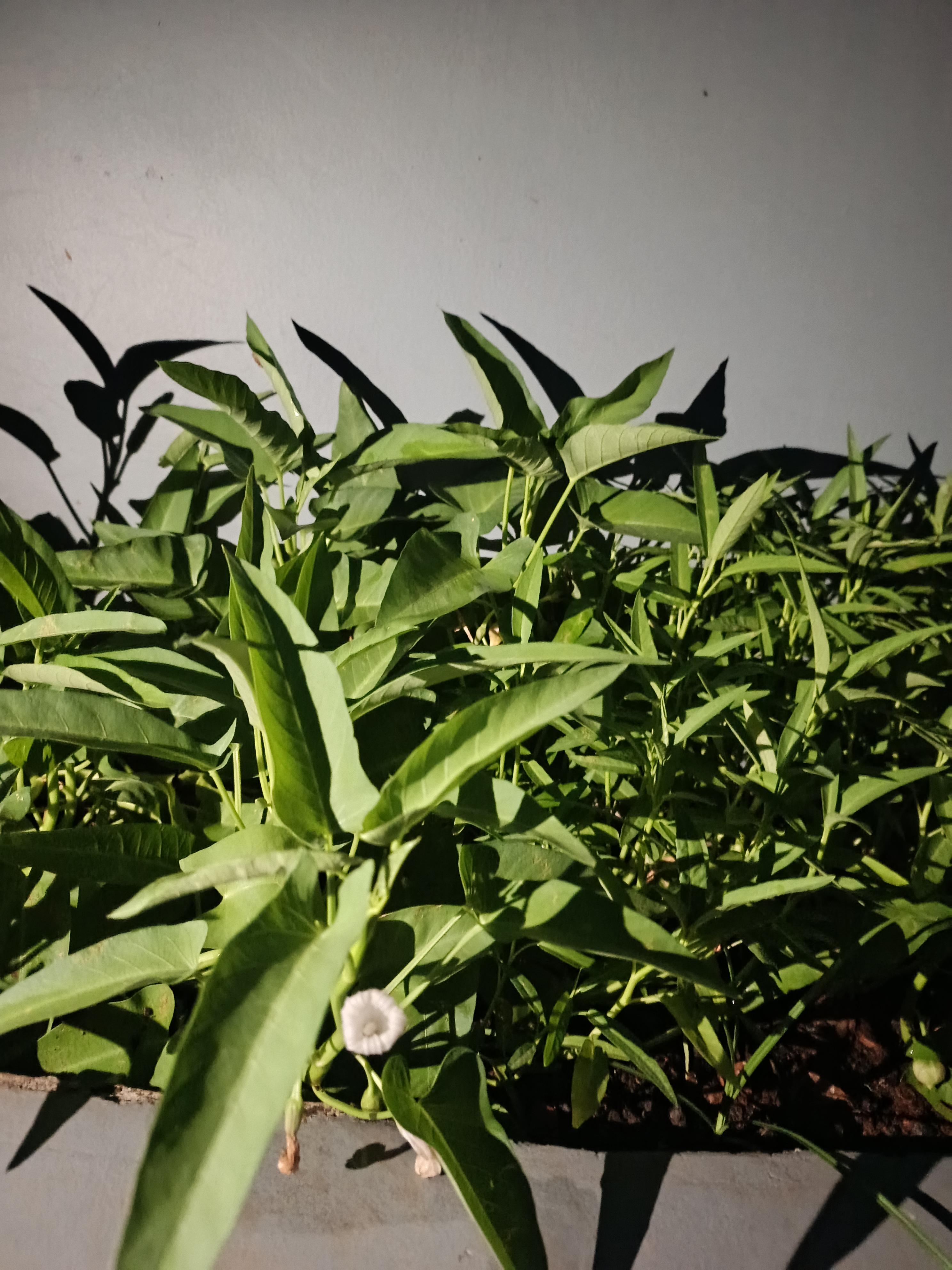 KEBUN SMKN 74 JAGAKARSA JAKARTA SELATAN - Gambar 396