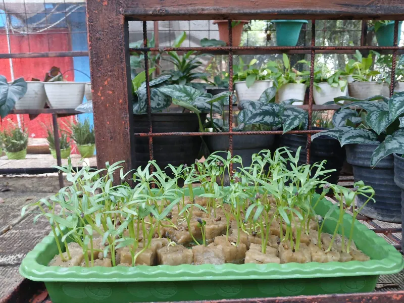 Lahan Urban Farming SMAN 109 Jakarta - Gambar 274