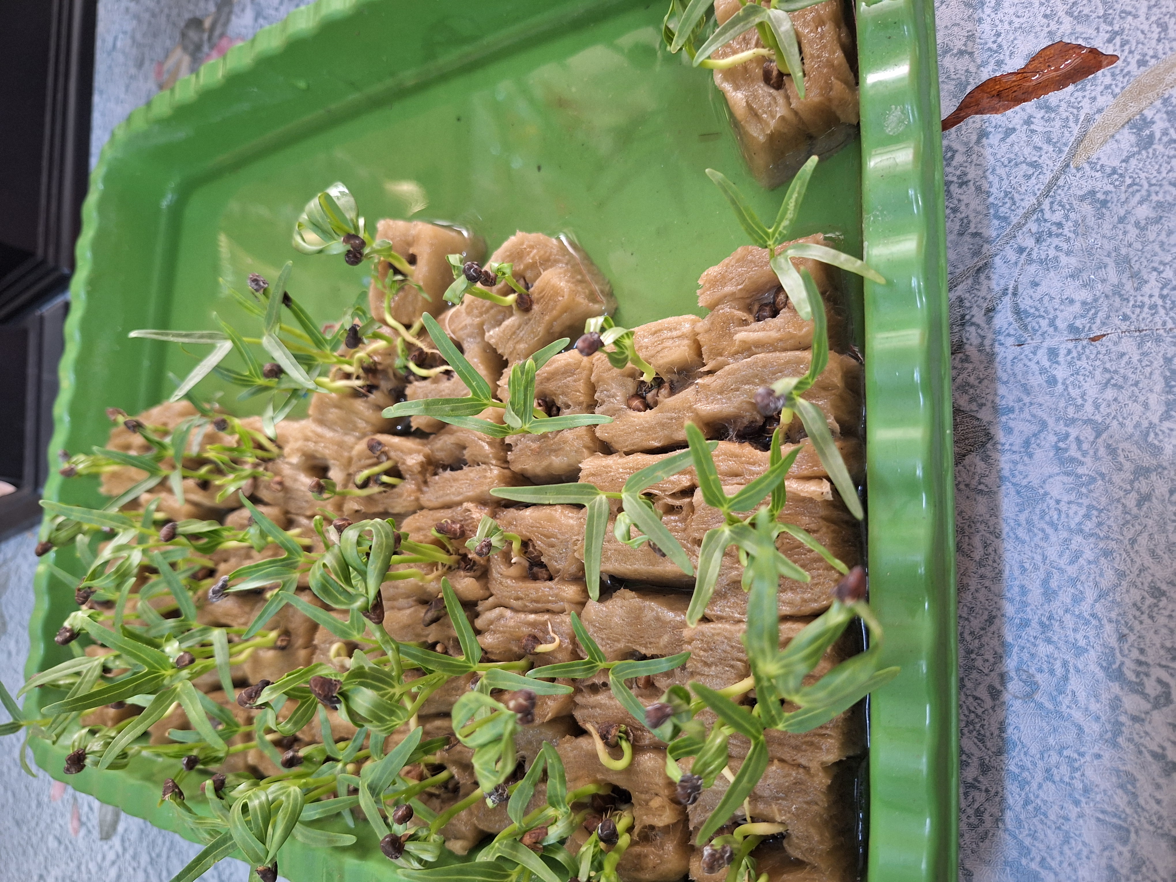 Lahan Urban Farming SMAN 34 Jakarta - Gambar 99