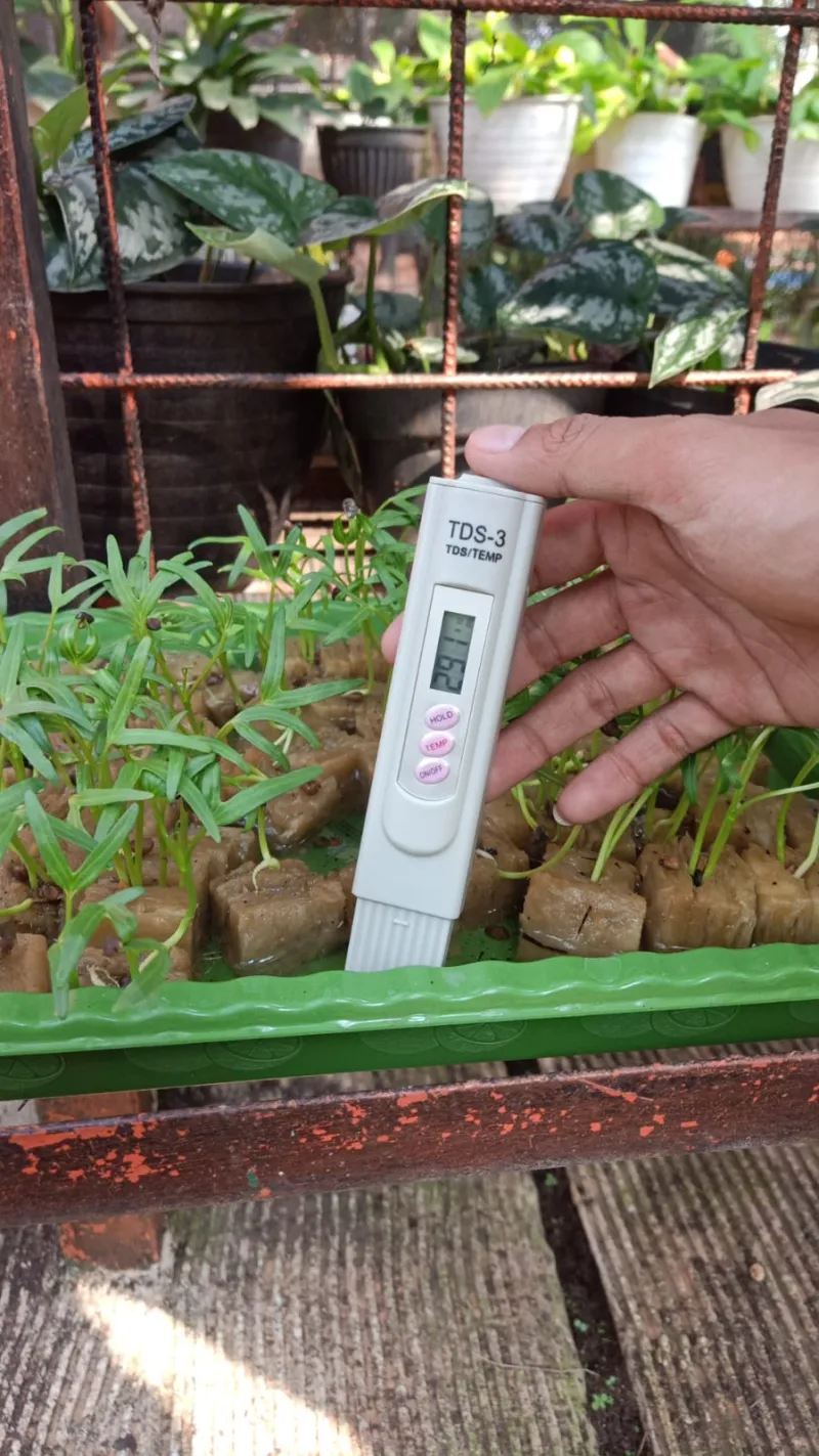Lahan Urban Farming SMAN 109 Jakarta - Gambar 272