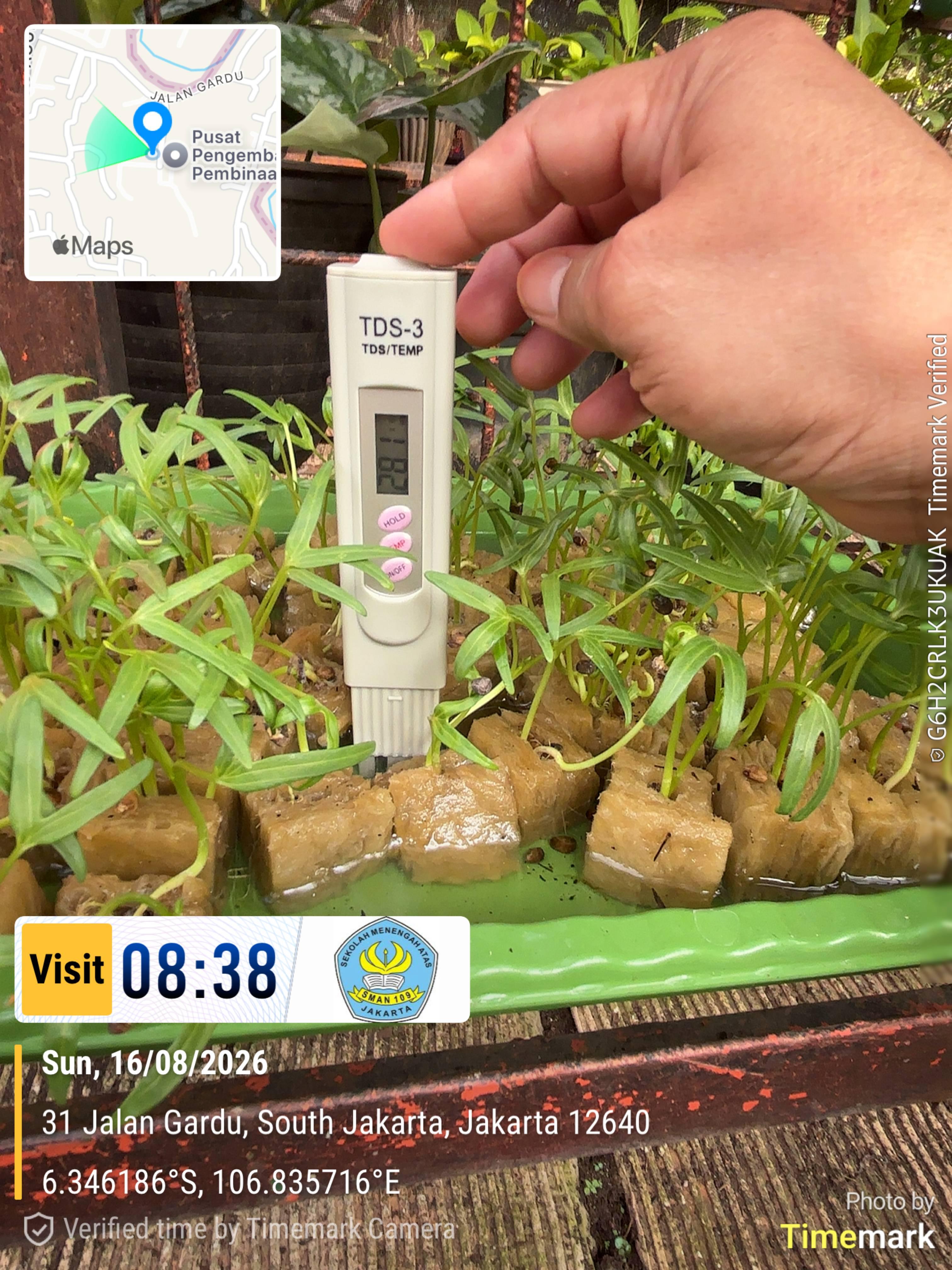 Lahan Urban Farming SMAN 109 Jakarta - Gambar 266