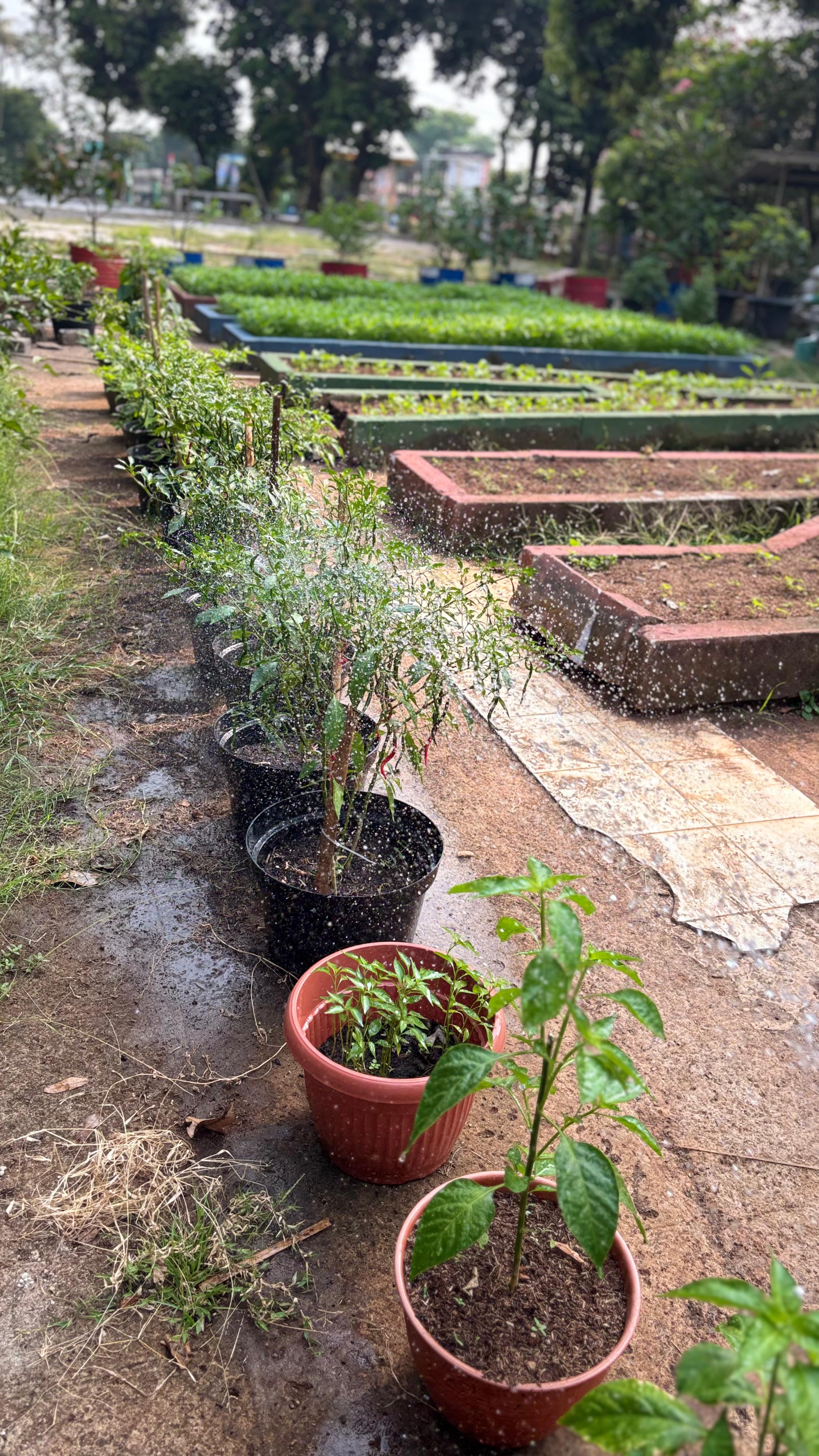 Lahan Urban Farming SMAN 109 Jakarta - Gambar 265