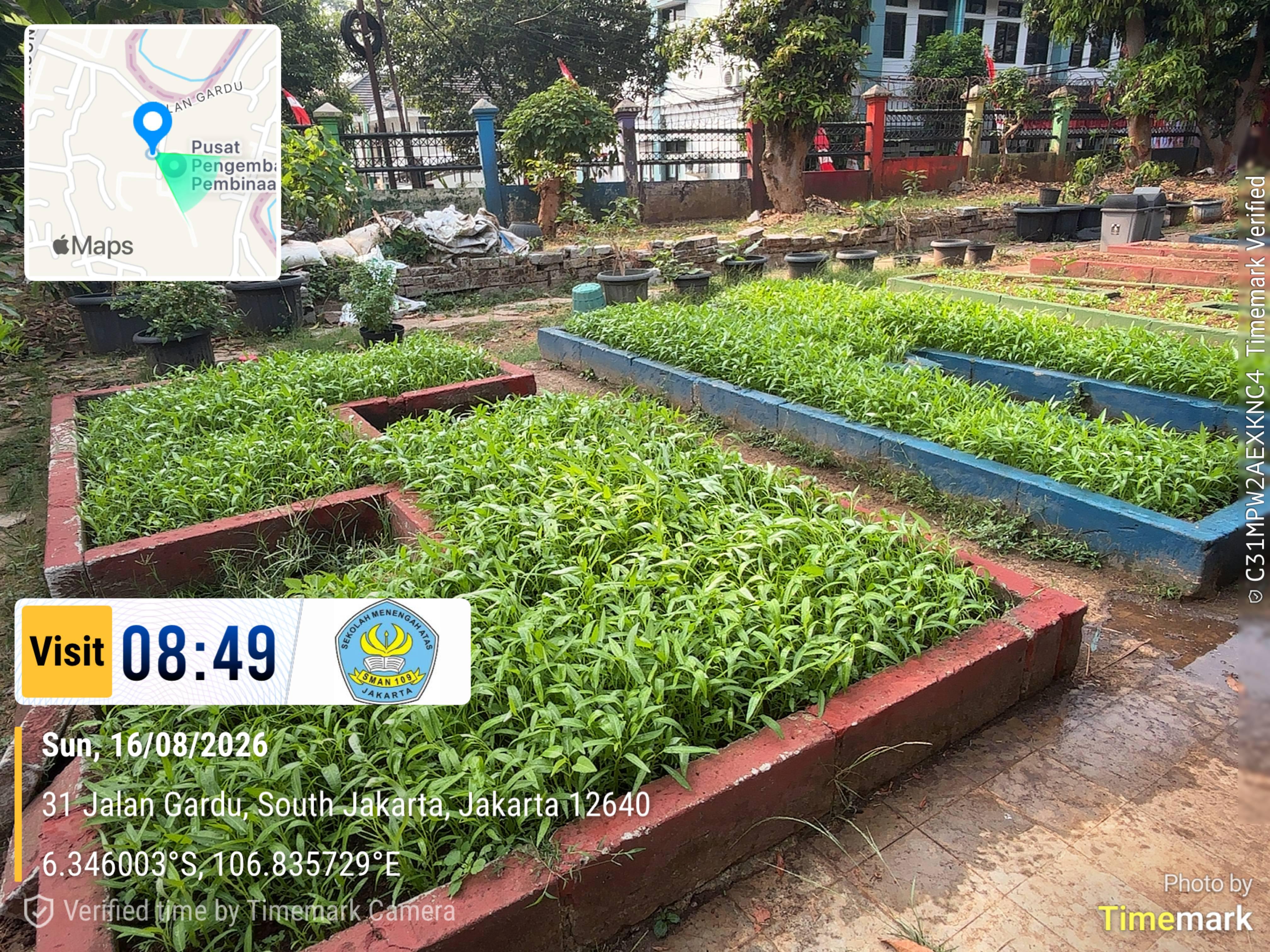 Lahan Urban Farming SMAN 109 Jakarta - Gambar 264