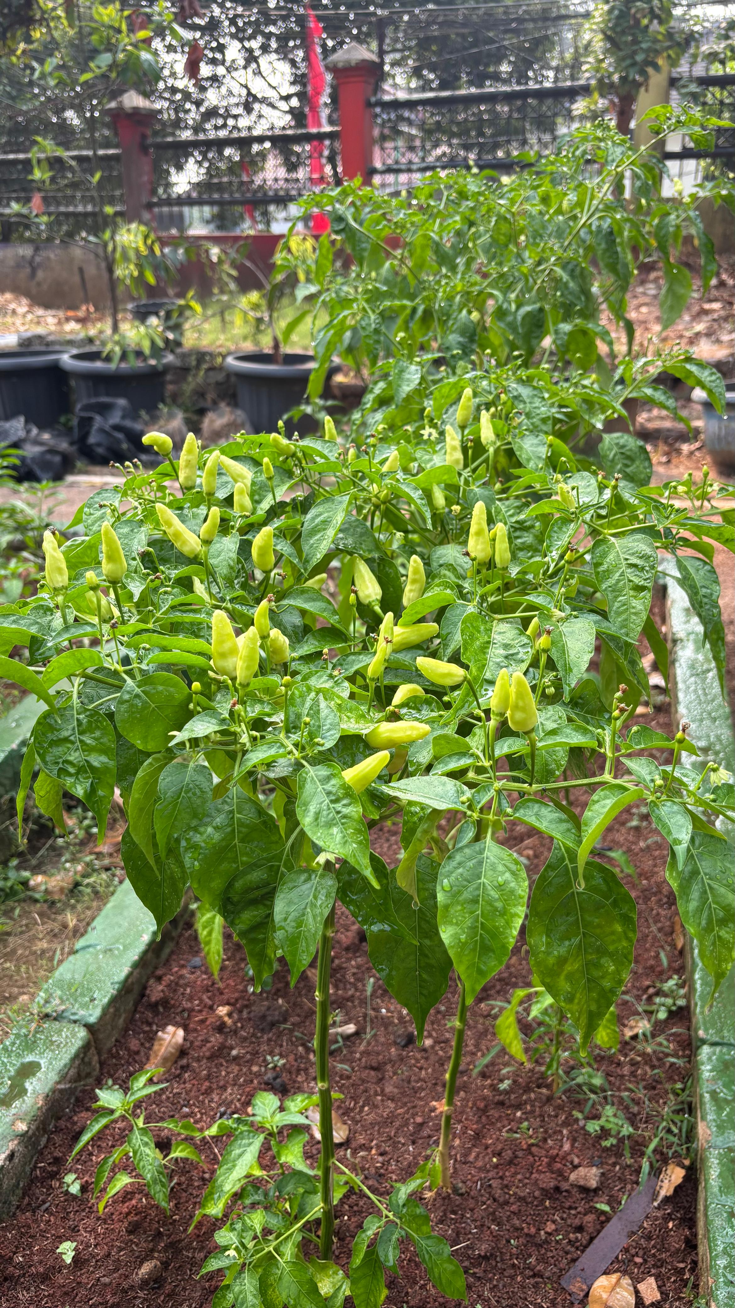 Lahan Urban Farming SMAN 109 Jakarta - Gambar 263