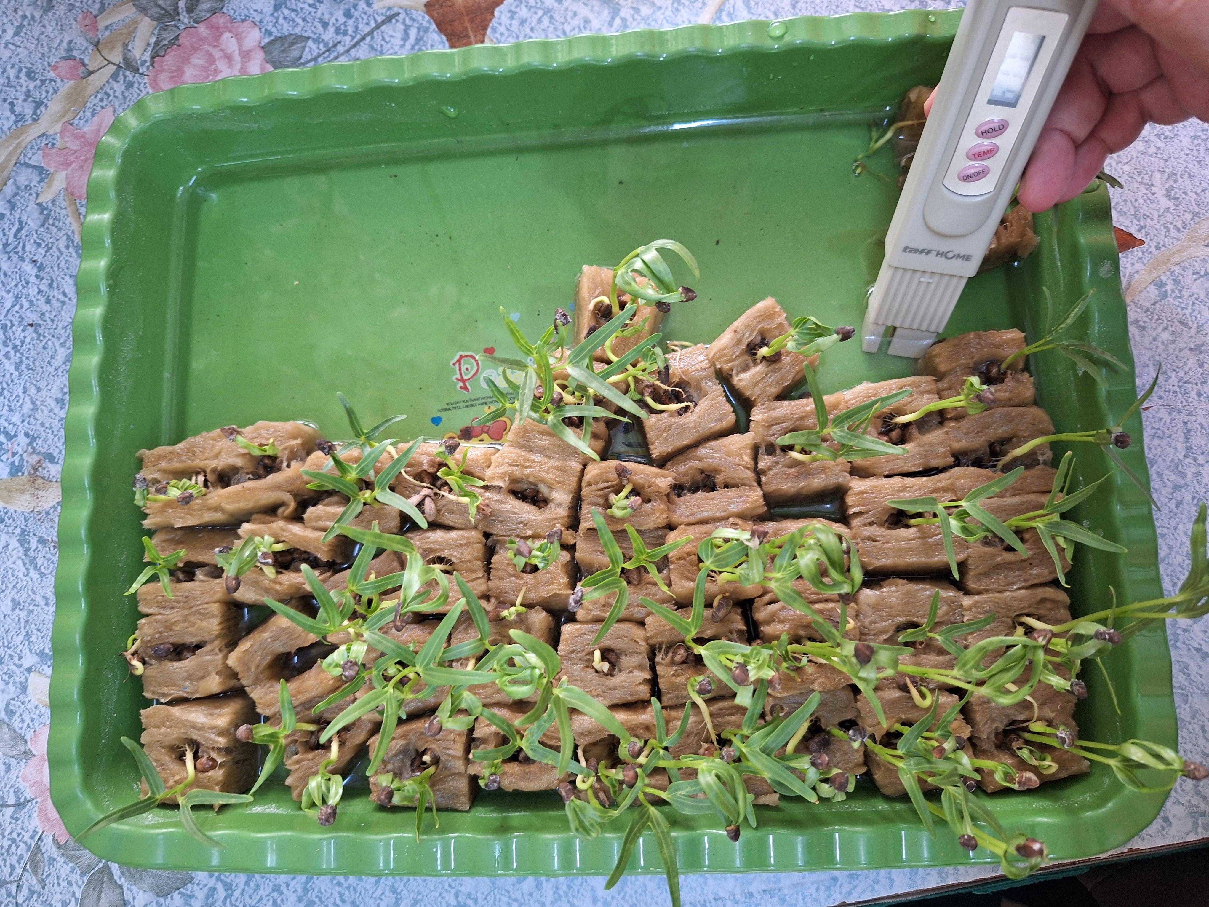 Lahan Urban Farming SMAN 34 Jakarta - Gambar 97