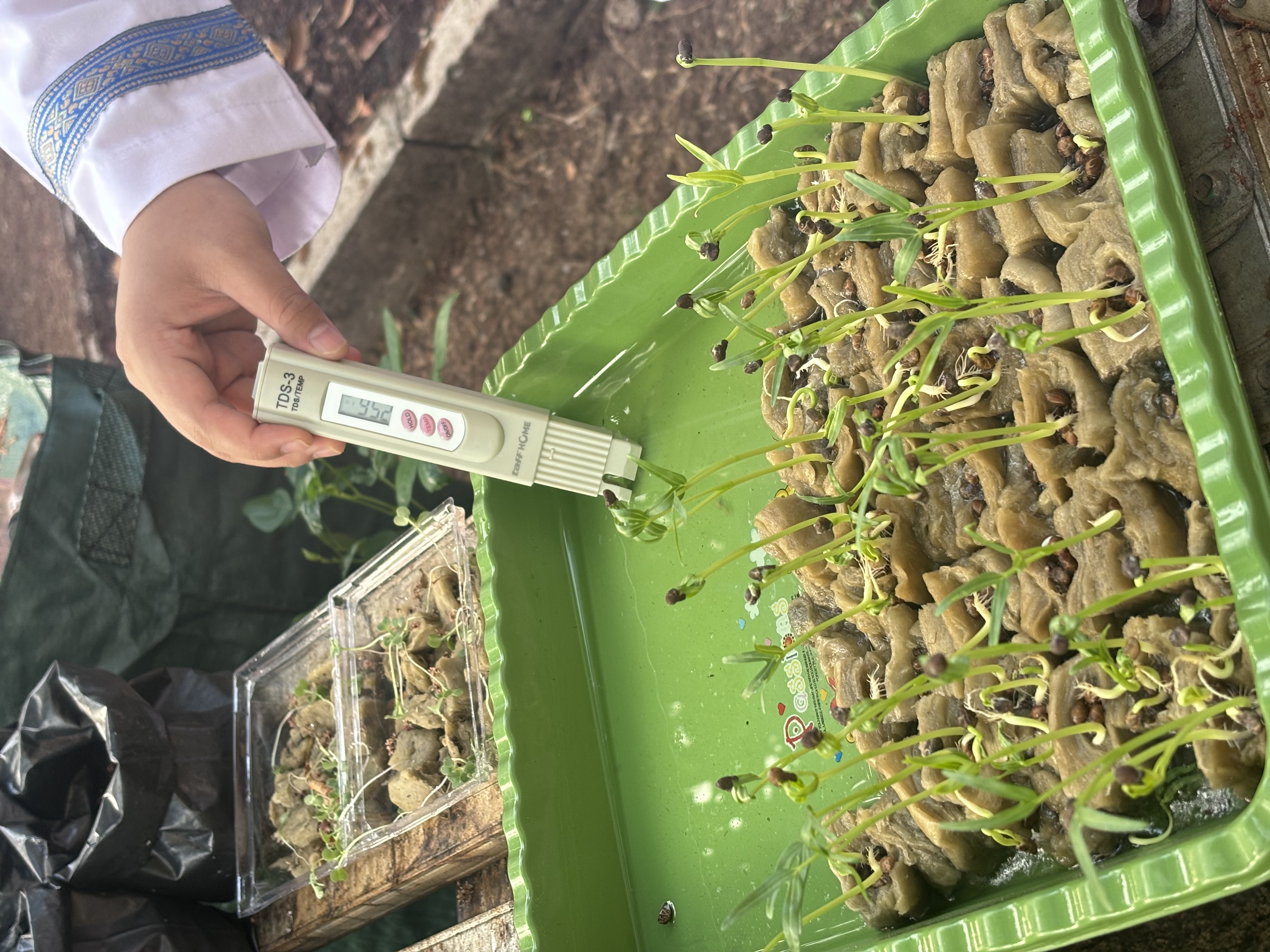 Lahan Urban Farming SLB A Pembina Tingkat Nasional - Gambar 140