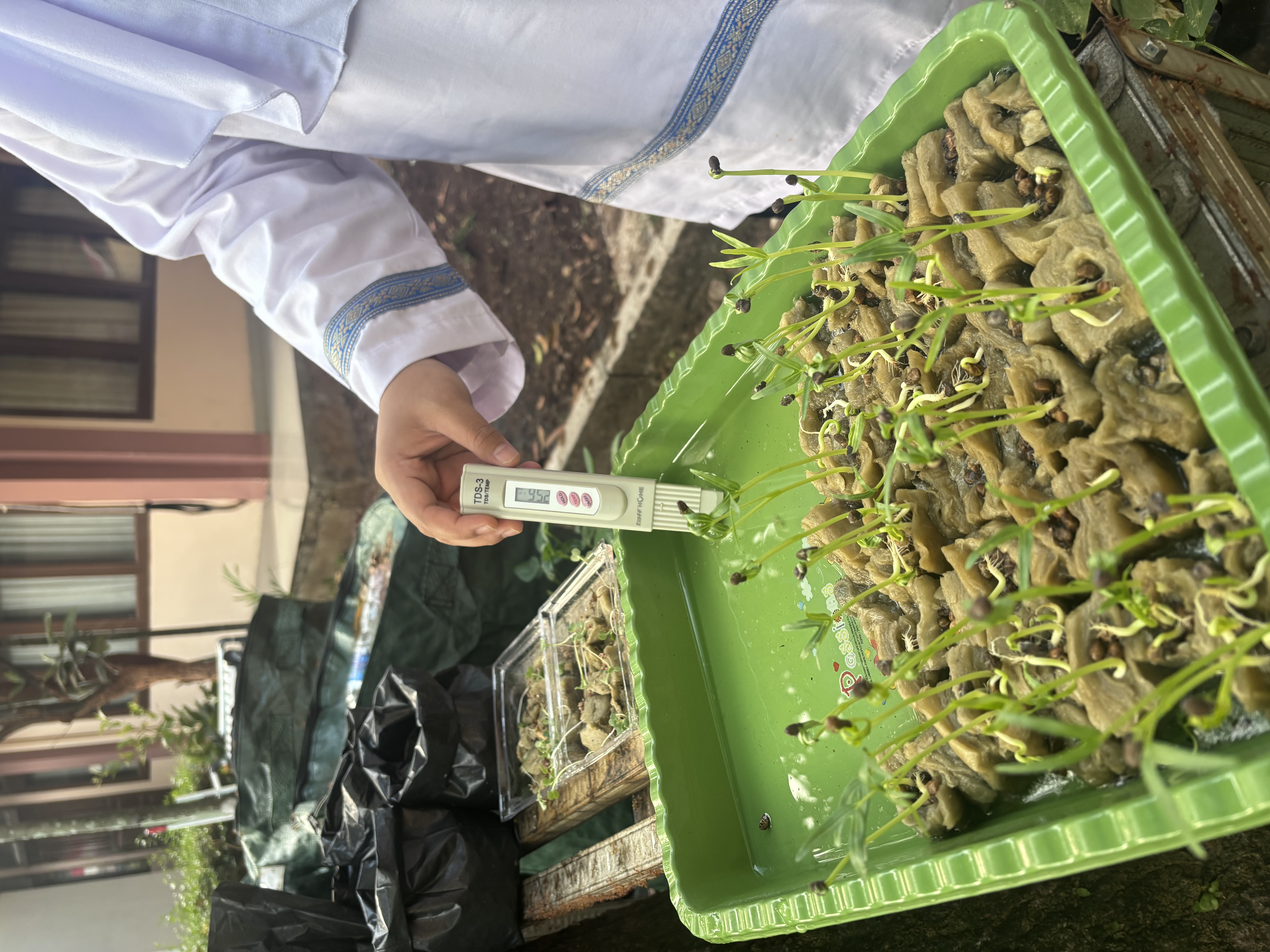 Lahan Urban Farming SLB A Pembina Tingkat Nasional - Gambar 138