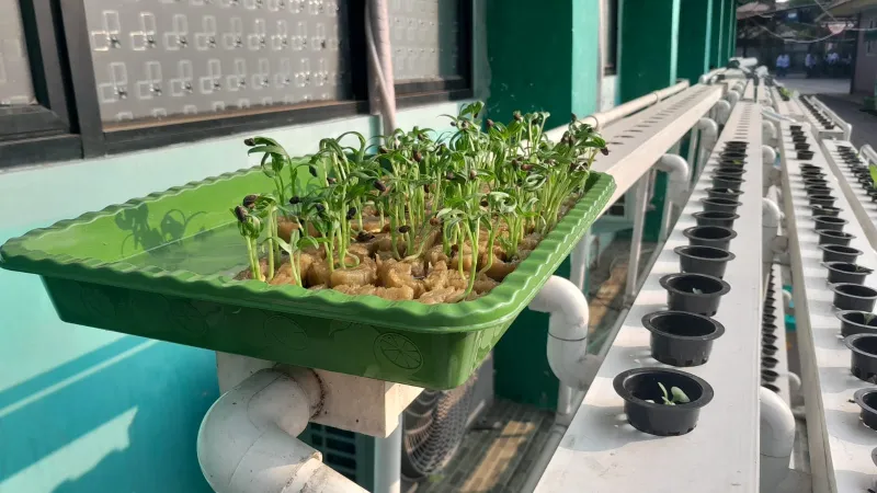 Lahan Urban Farming SMAN 34 Jakarta - Gambar 95