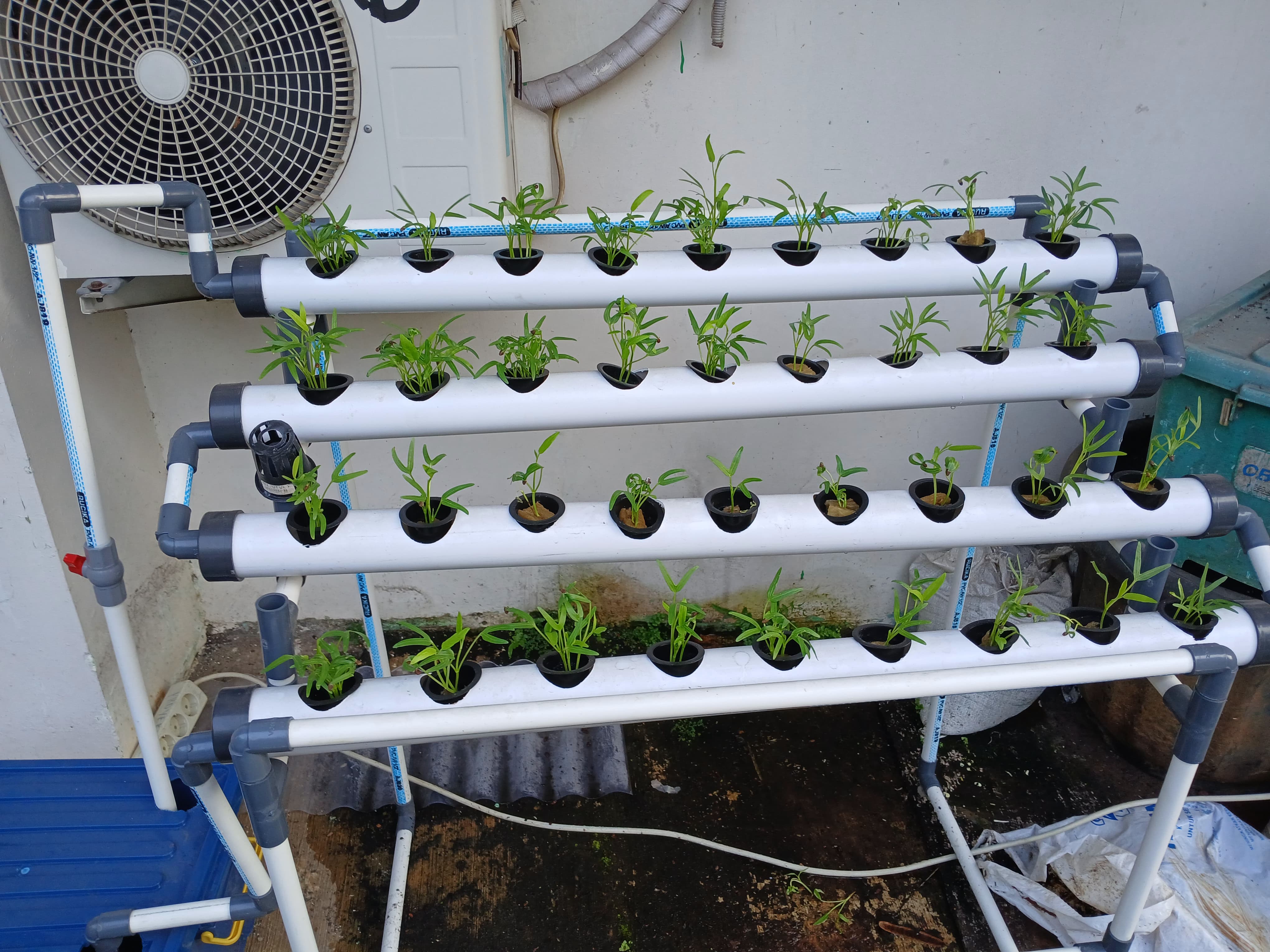 Lahan Urban Farming SMKN 62 Jakarta - Gambar 57