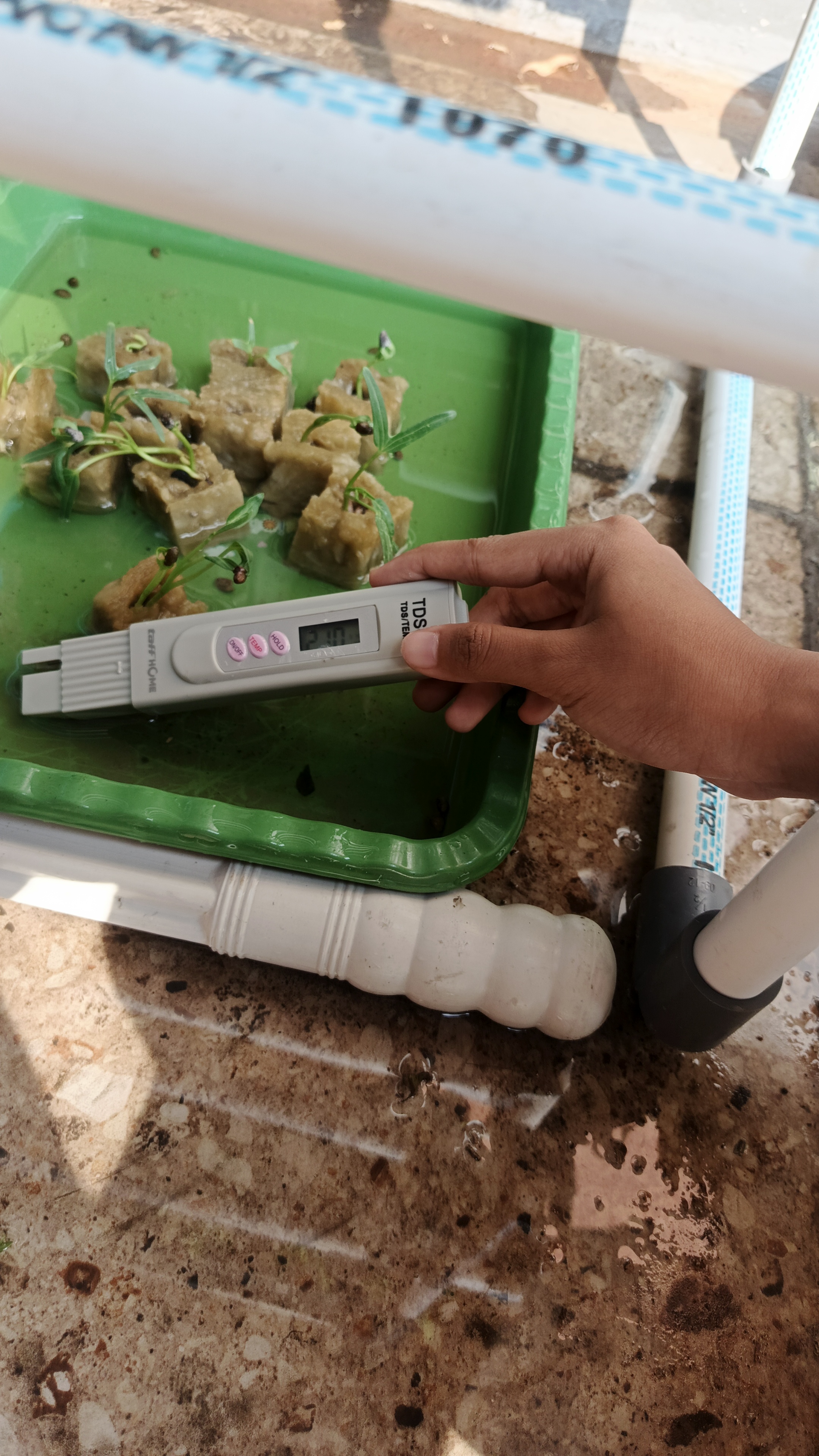 Lahan Urban Farming SMKN 41 Jakarta - Gambar 80