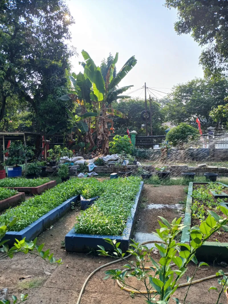 Lahan Urban Farming SMAN 109 Jakarta - Gambar 261
