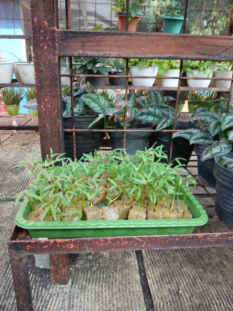 Lahan Urban Farming SMAN 109 Jakarta - Gambar 260