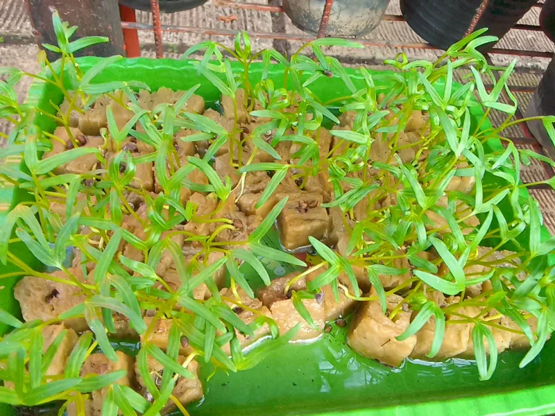 Lahan Urban Farming SMAN 109 Jakarta - Gambar 262