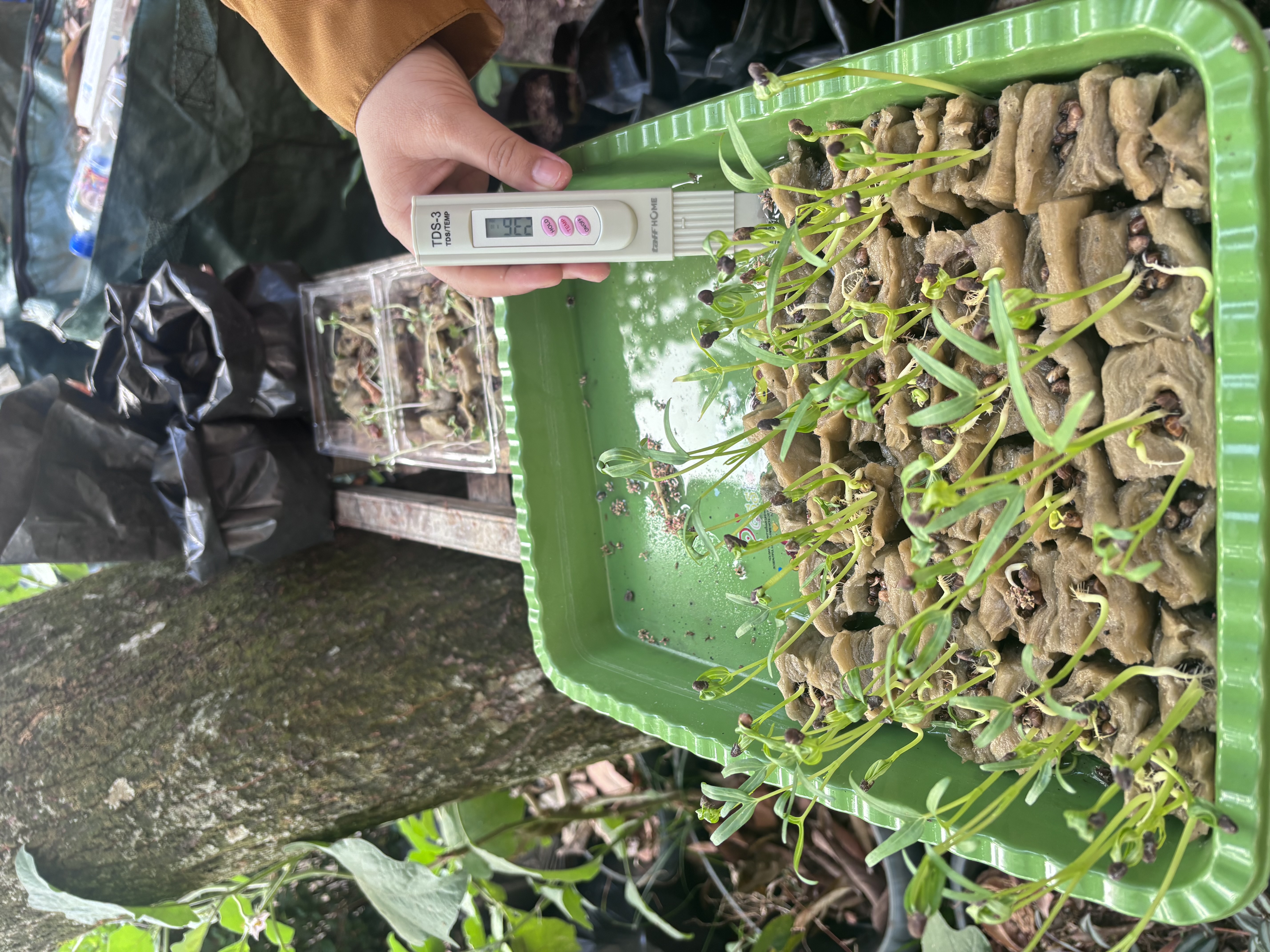 Lahan Urban Farming SLB A Pembina Tingkat Nasional - Gambar 136