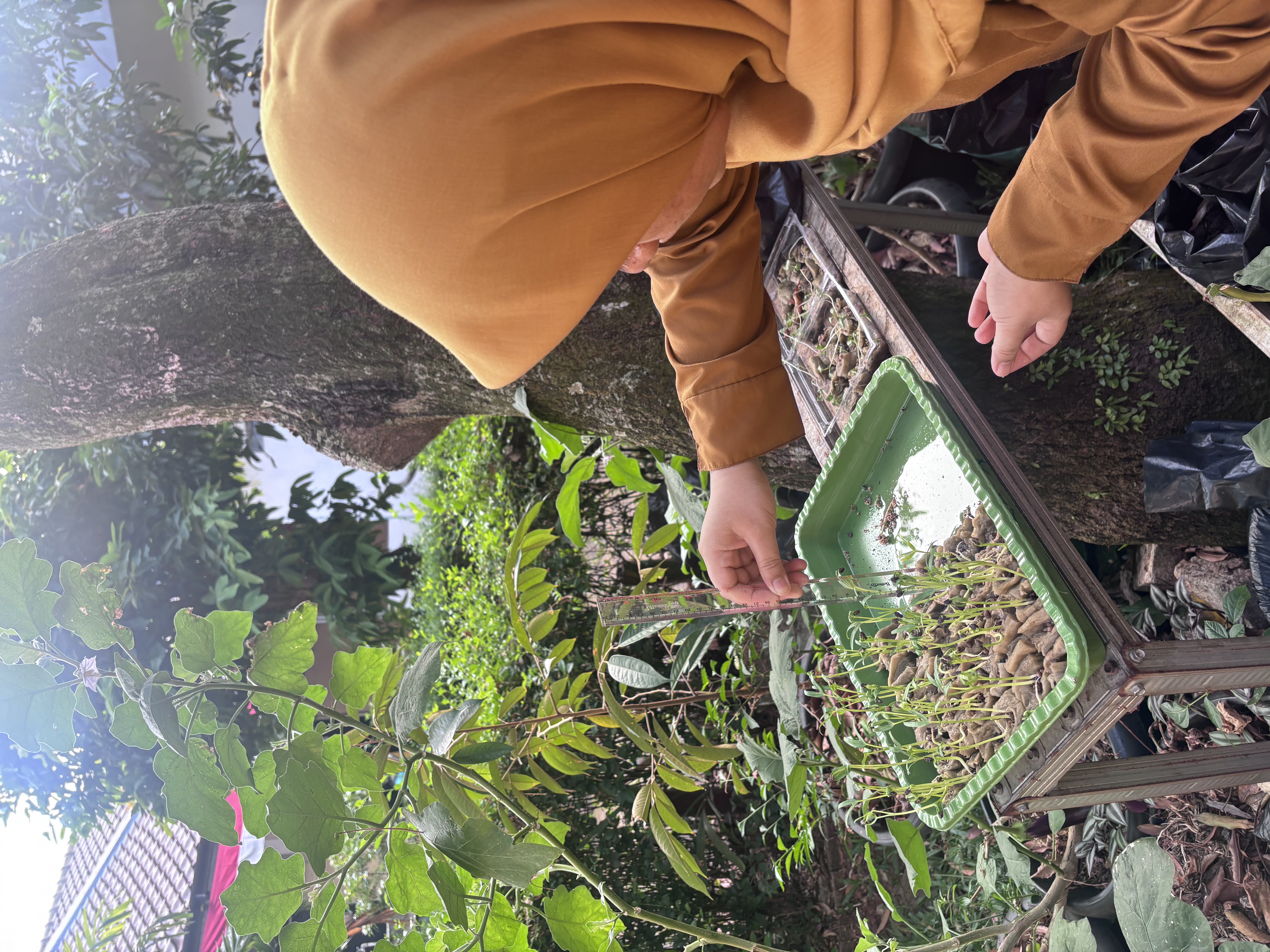 Lahan Urban Farming SLB A Pembina Tingkat Nasional - Gambar 134