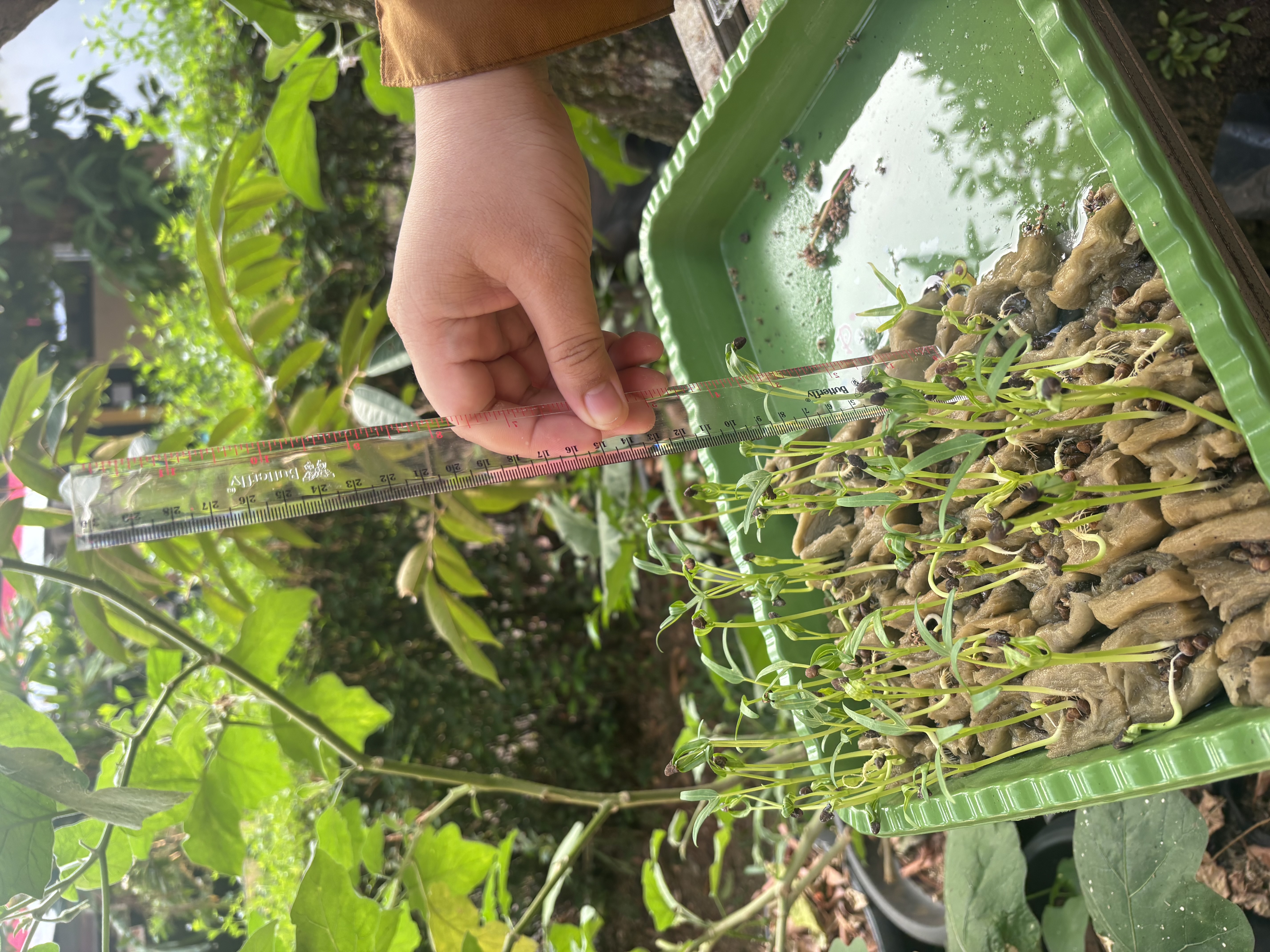 Lahan Urban Farming SLB A Pembina Tingkat Nasional - Gambar 133